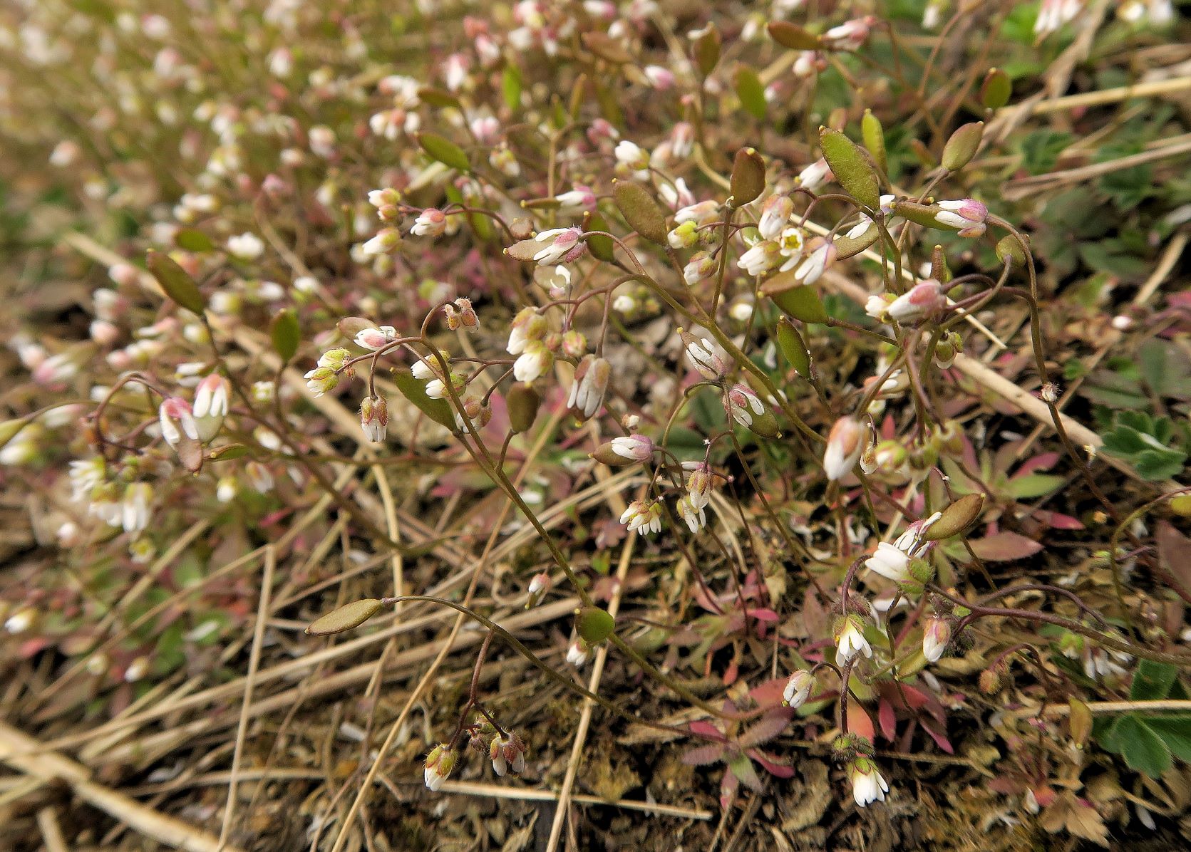 Draba verna s.str. Schmalfrucht-Hungerblümchen, Fehnhaube 28.03.2021 C5X (1).JPG