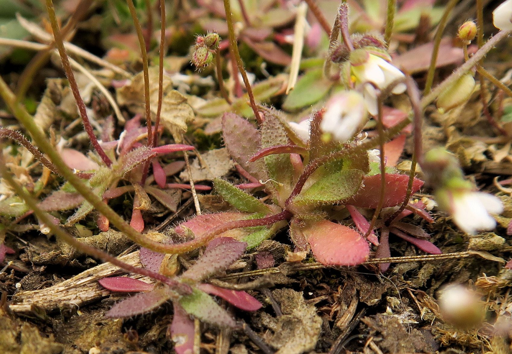 Draba verna s.str. Schmalfrucht-Hungerblümchen, Fehnhaube 28.03.2021 C5X (2).JPG