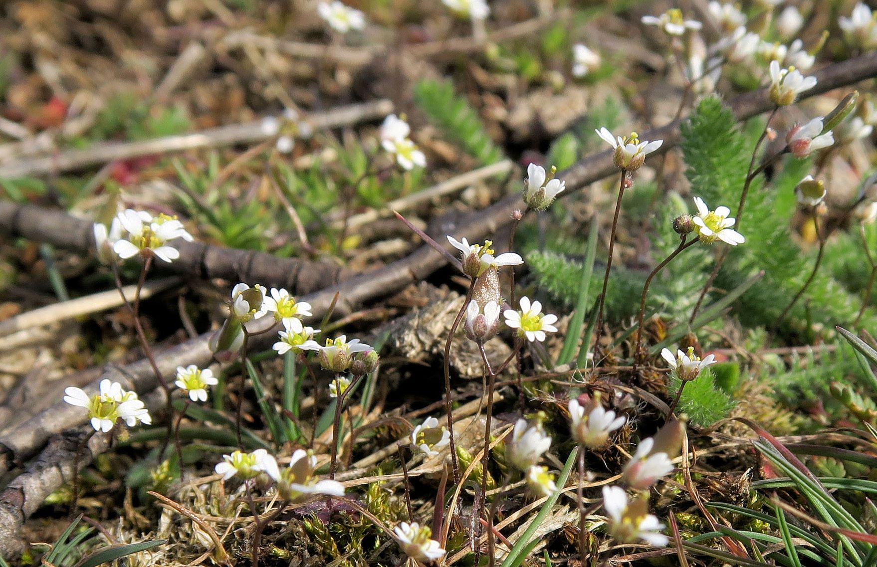 Draba verna Schmalfrucht-Hungerblümchen, Kogelsteine 17.03.2019 C5X (2).JPG