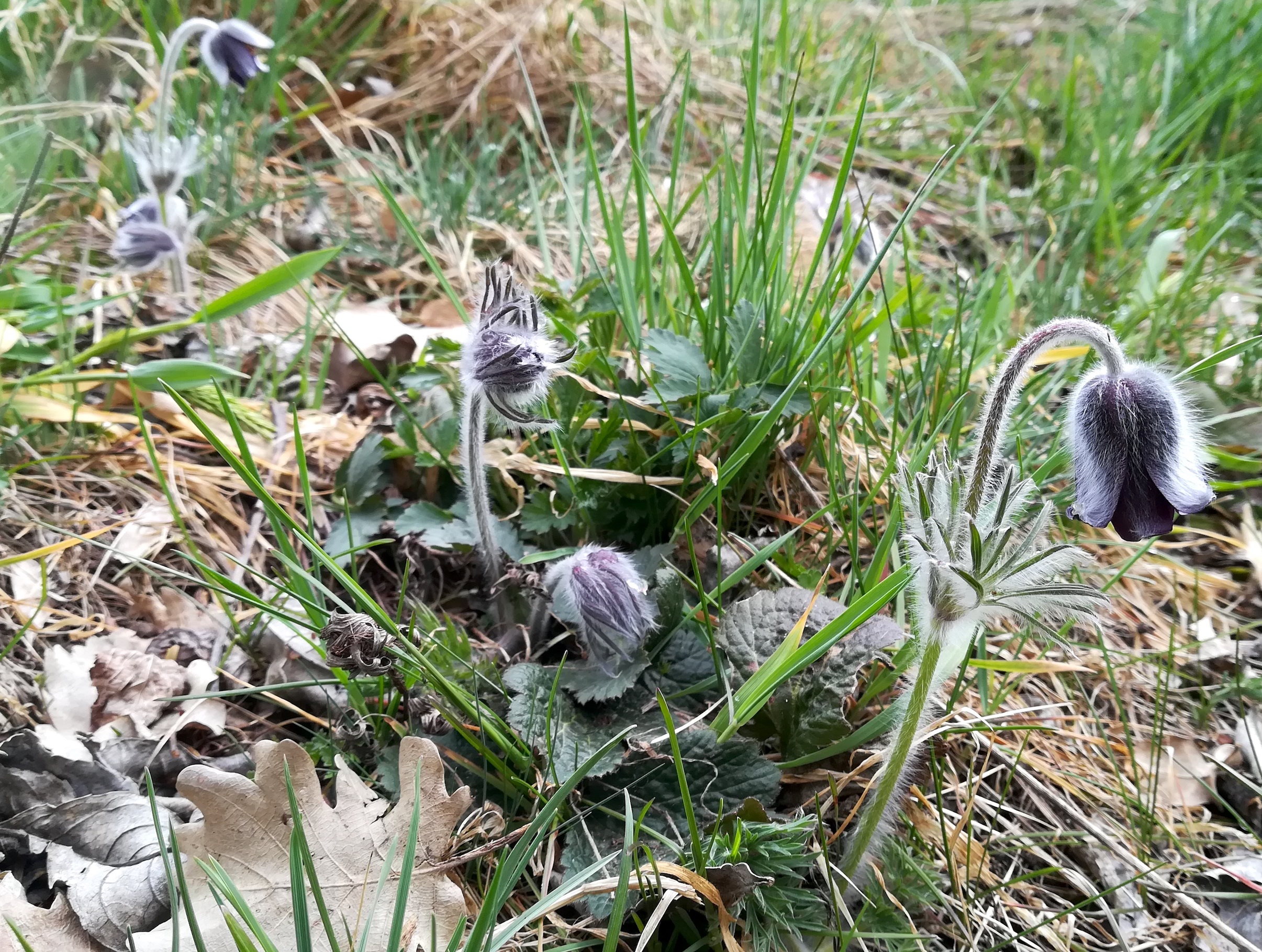 pulsatilla pratensis subsp. nigricans schüttenberg N göttlesbrunn_20210404_112041.jpg