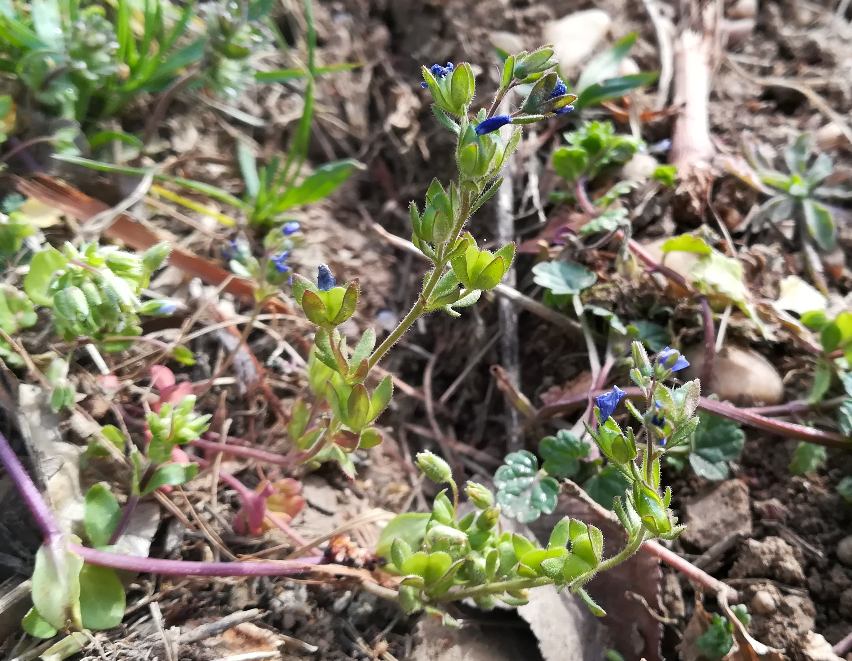 veronica triphyllos schüttenberg N göttlesbrunn_20210404_111007.jpg