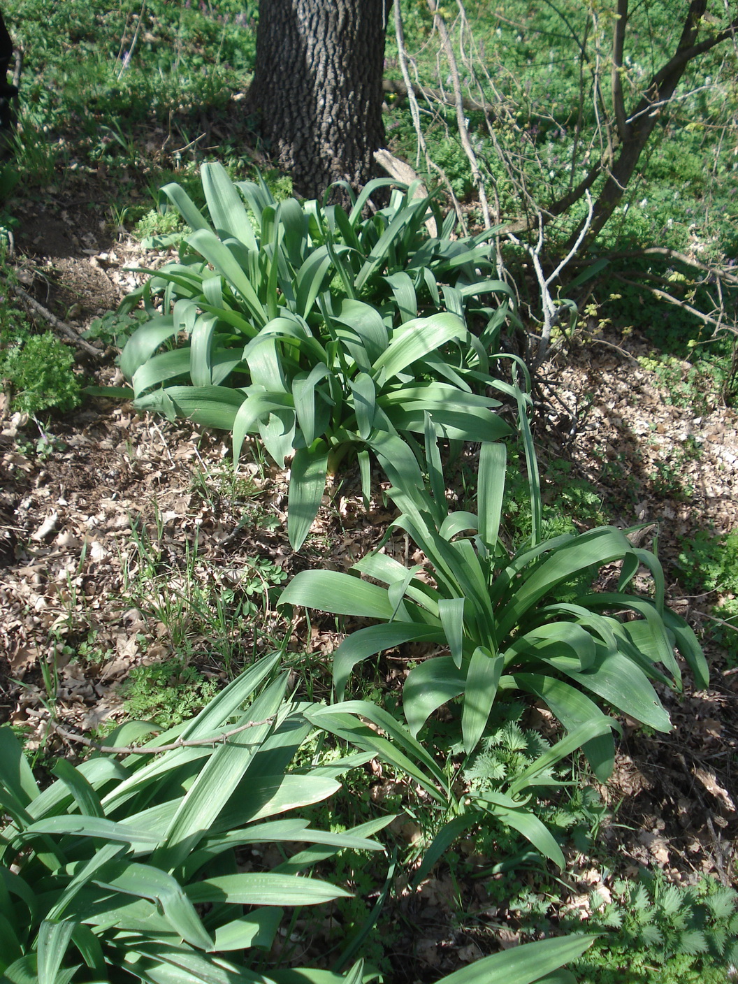 Allium giganteum.cf.B-Donnerskirchen.Leithageb. 5.Apr.2021.JPG