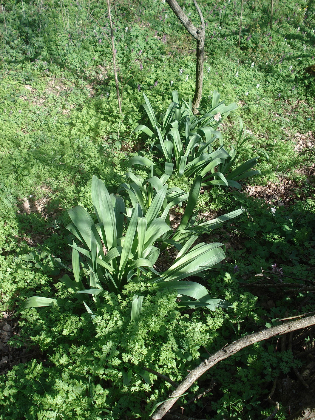 Allium giganteum.cf.B-Donnerskirchen.Leithageb.5.Apr.2021.JPG