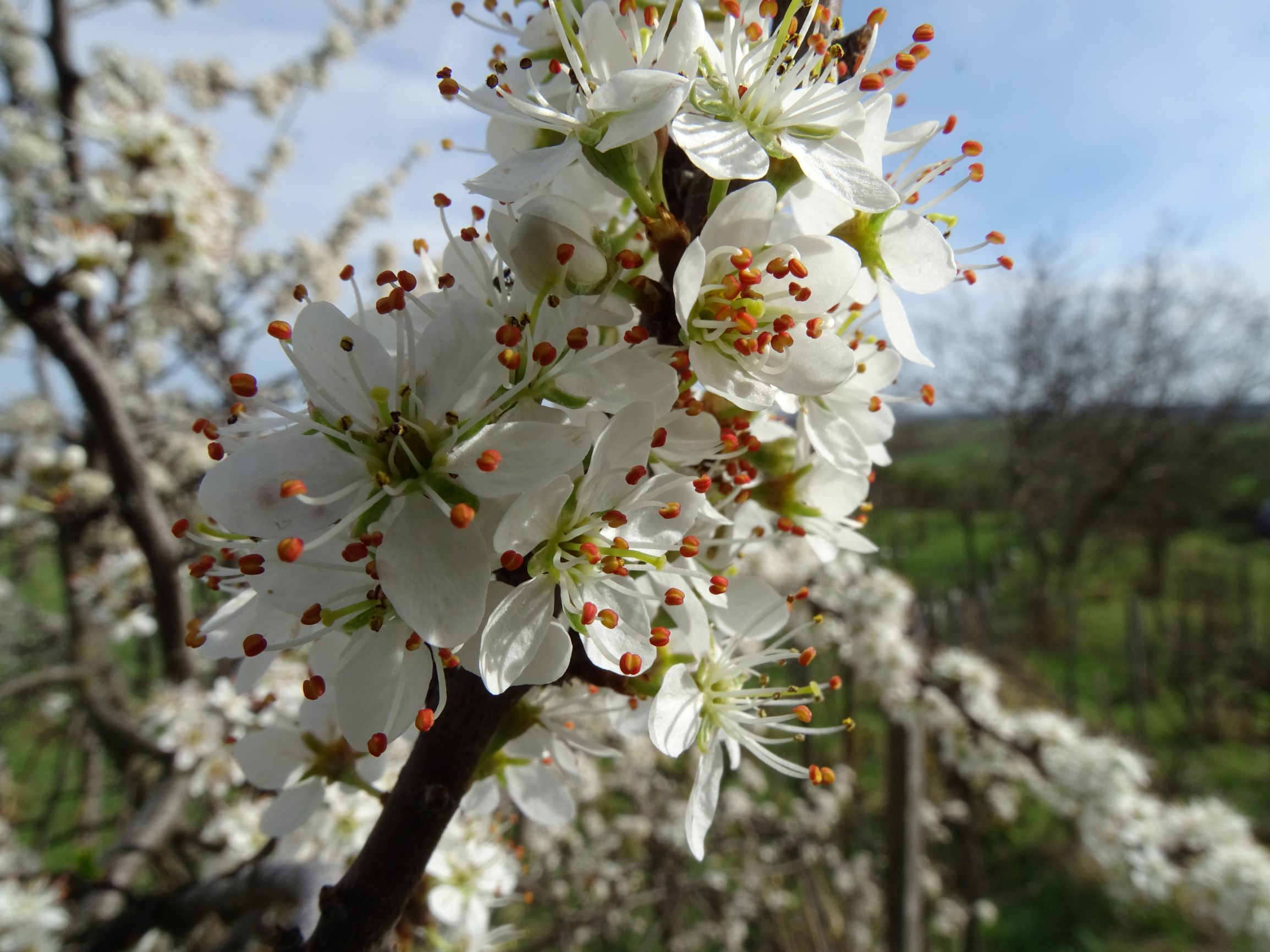 DSC02624 spitzerberg, 2021-04-05, prunus spinosa.JPG