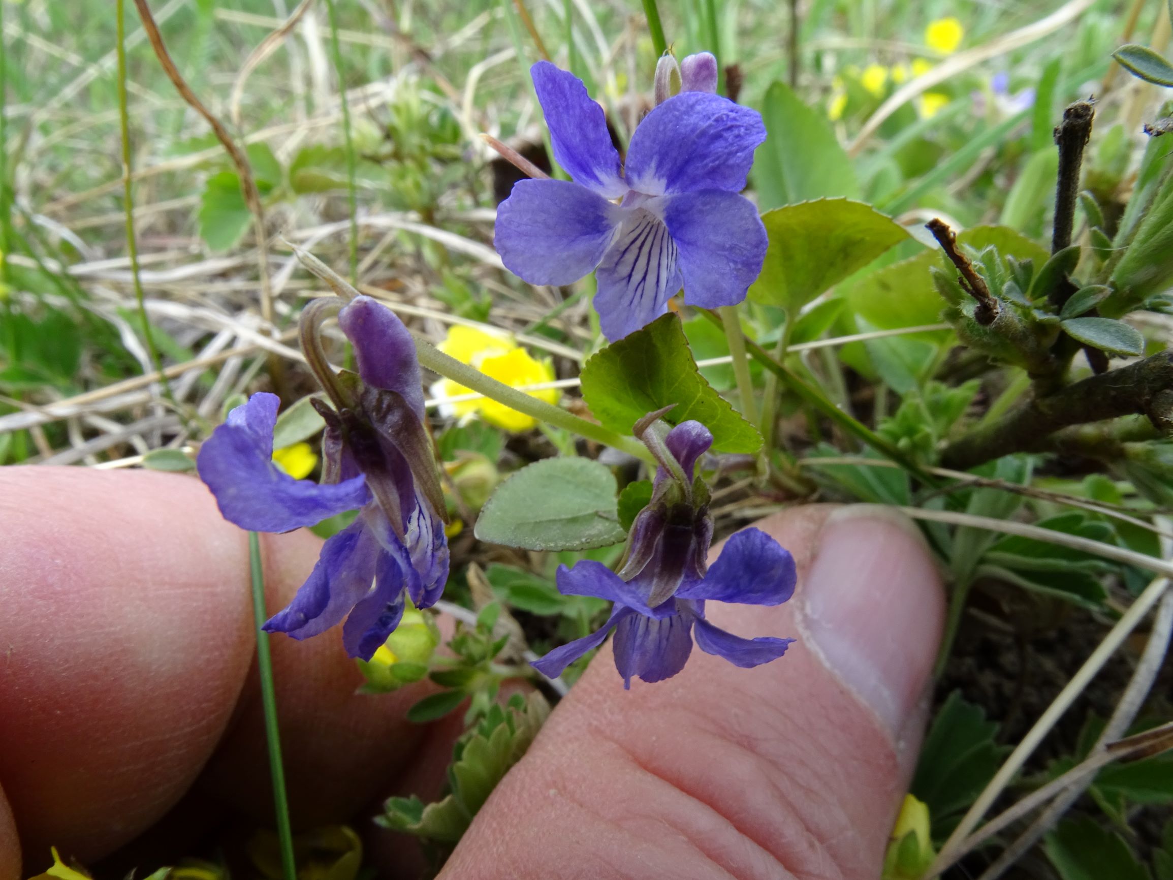 DSC02654 spitzerberg, 2021-04-05, viola rupestris.JPG