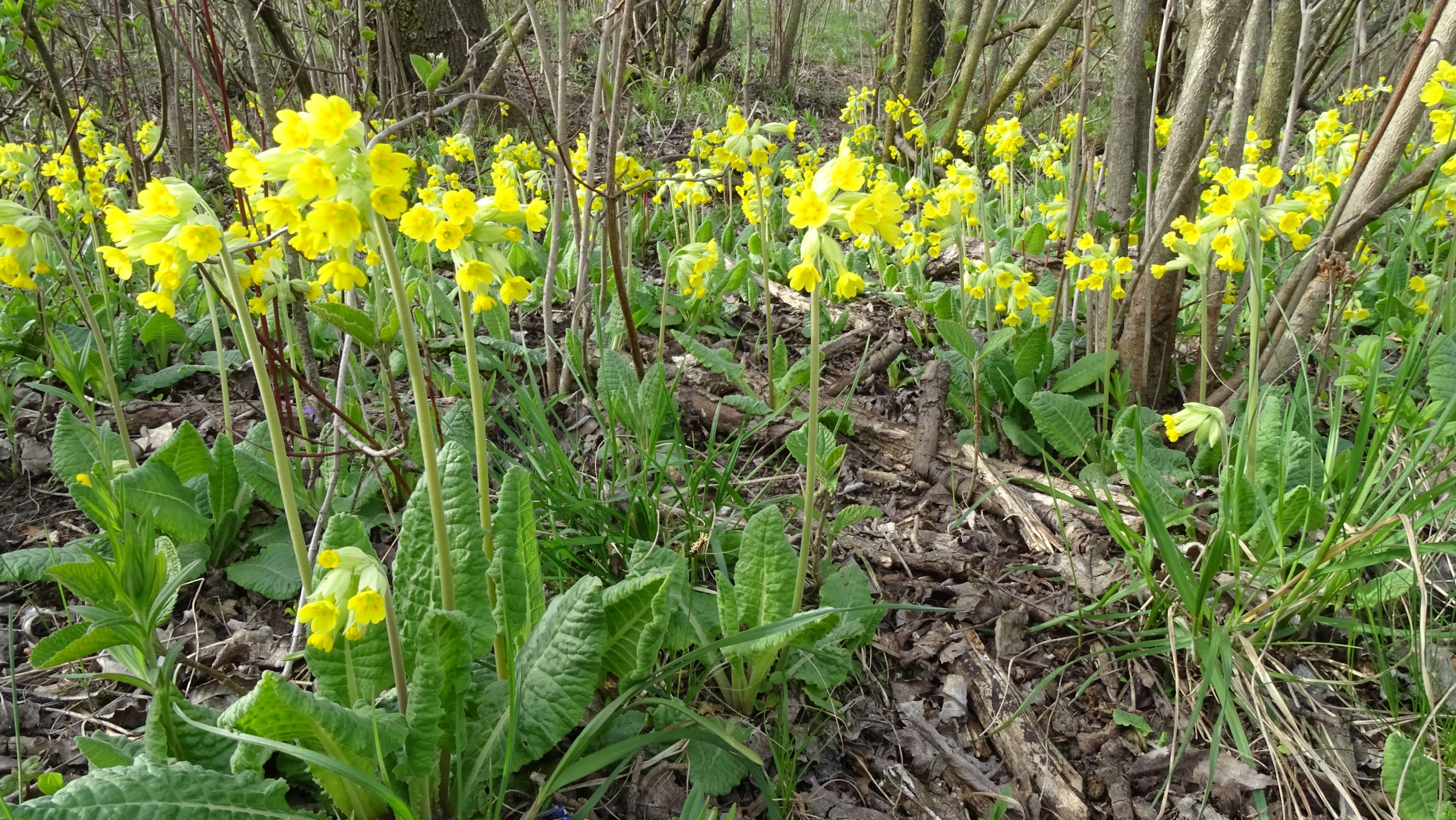 DSC02697 spitzerberg, 2021-04-05, primula veris.JPG