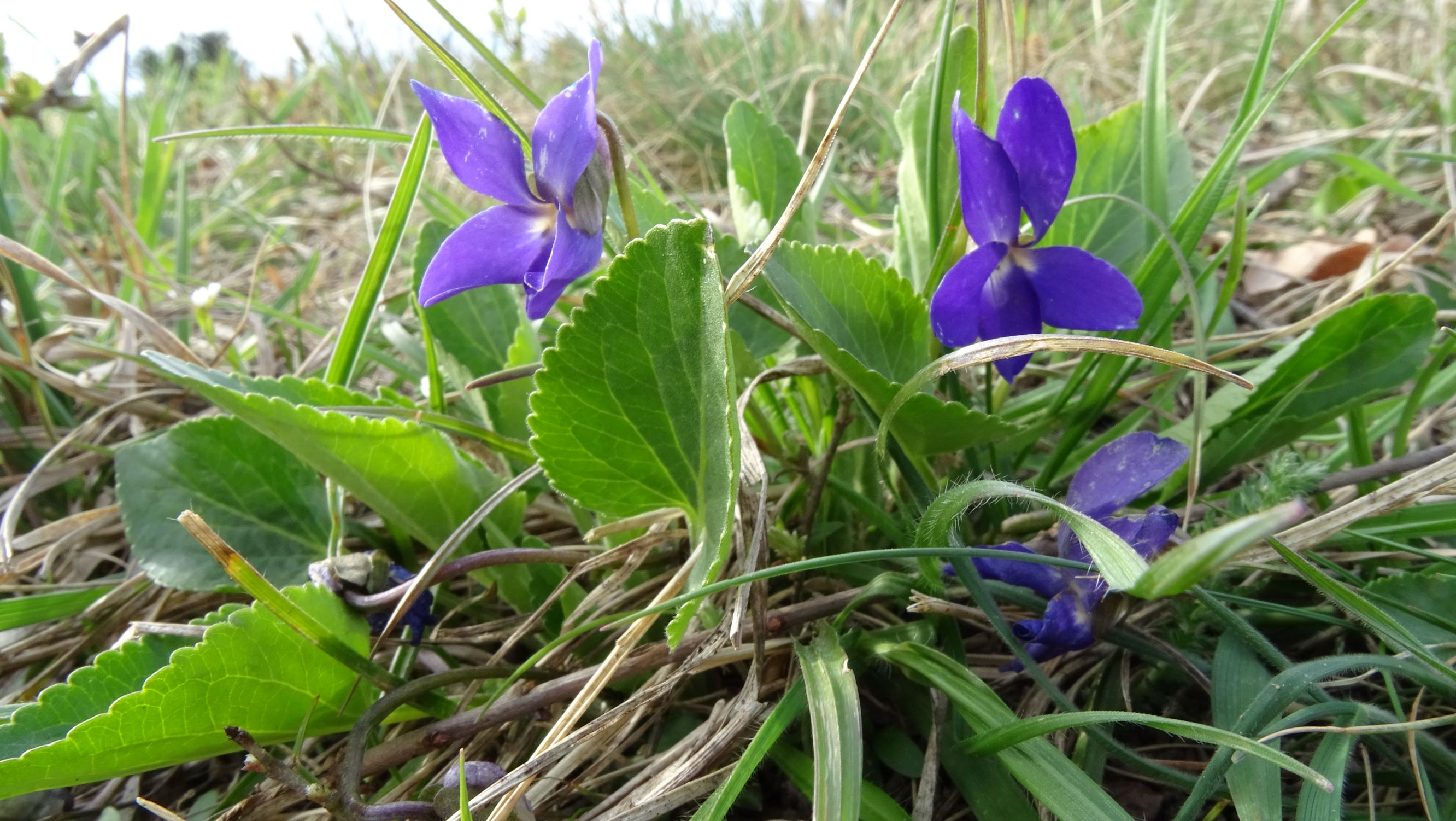 DSC02709 spitzerberg, 2021-04-05, viola ambigua.JPG