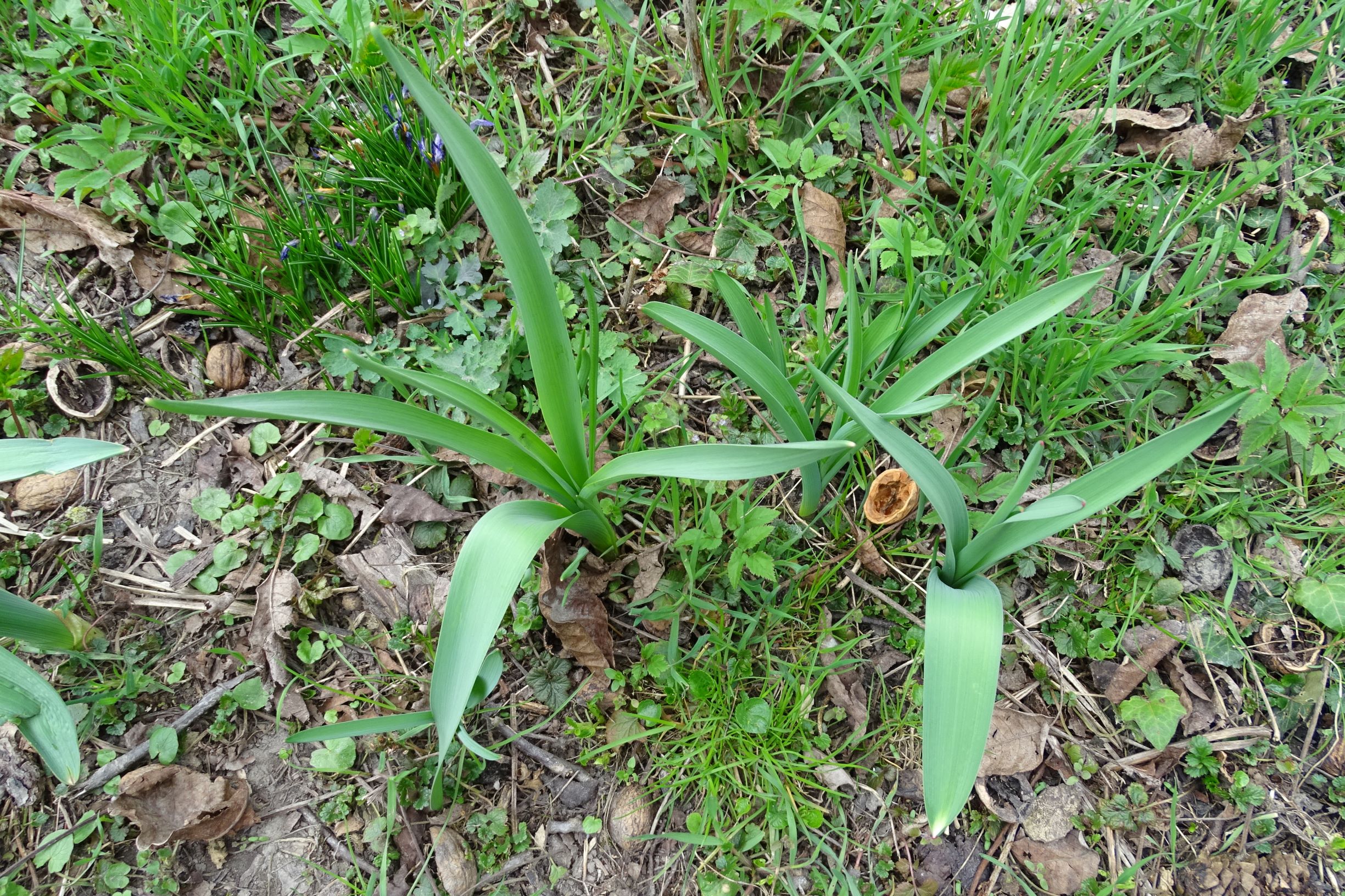 DSC00364 allium aflatunense, 2021-03-27, wien-22 - biberhaufen.JPG