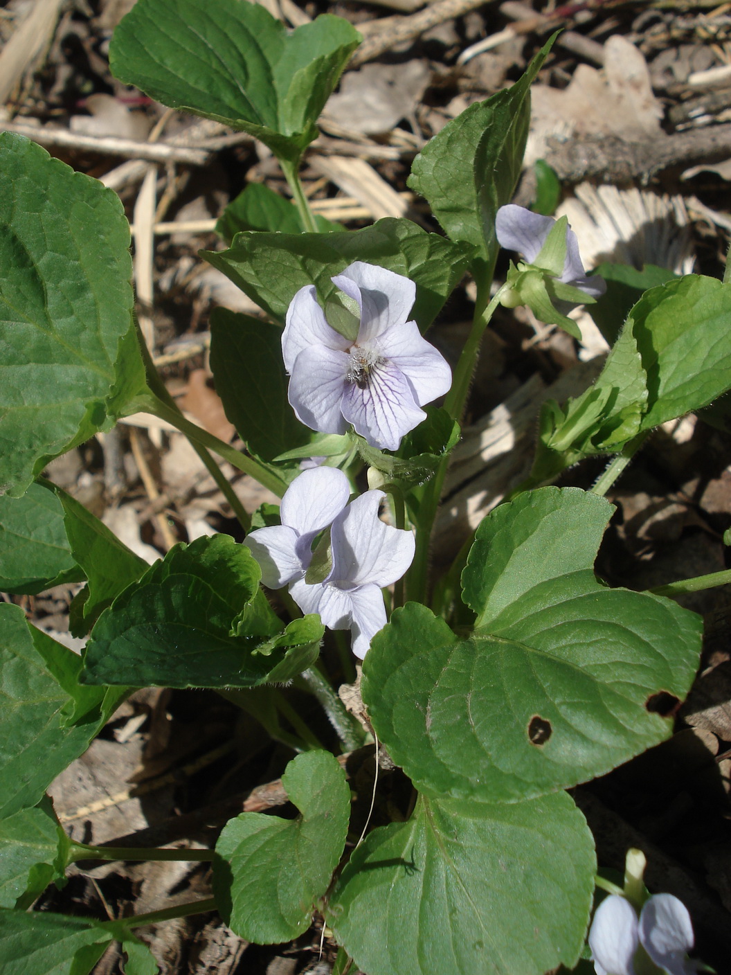 Viola.cf.sororia.B-Hetscherlberg.St.Georgen.a.Leithageb. 5.Apr.21.JPG