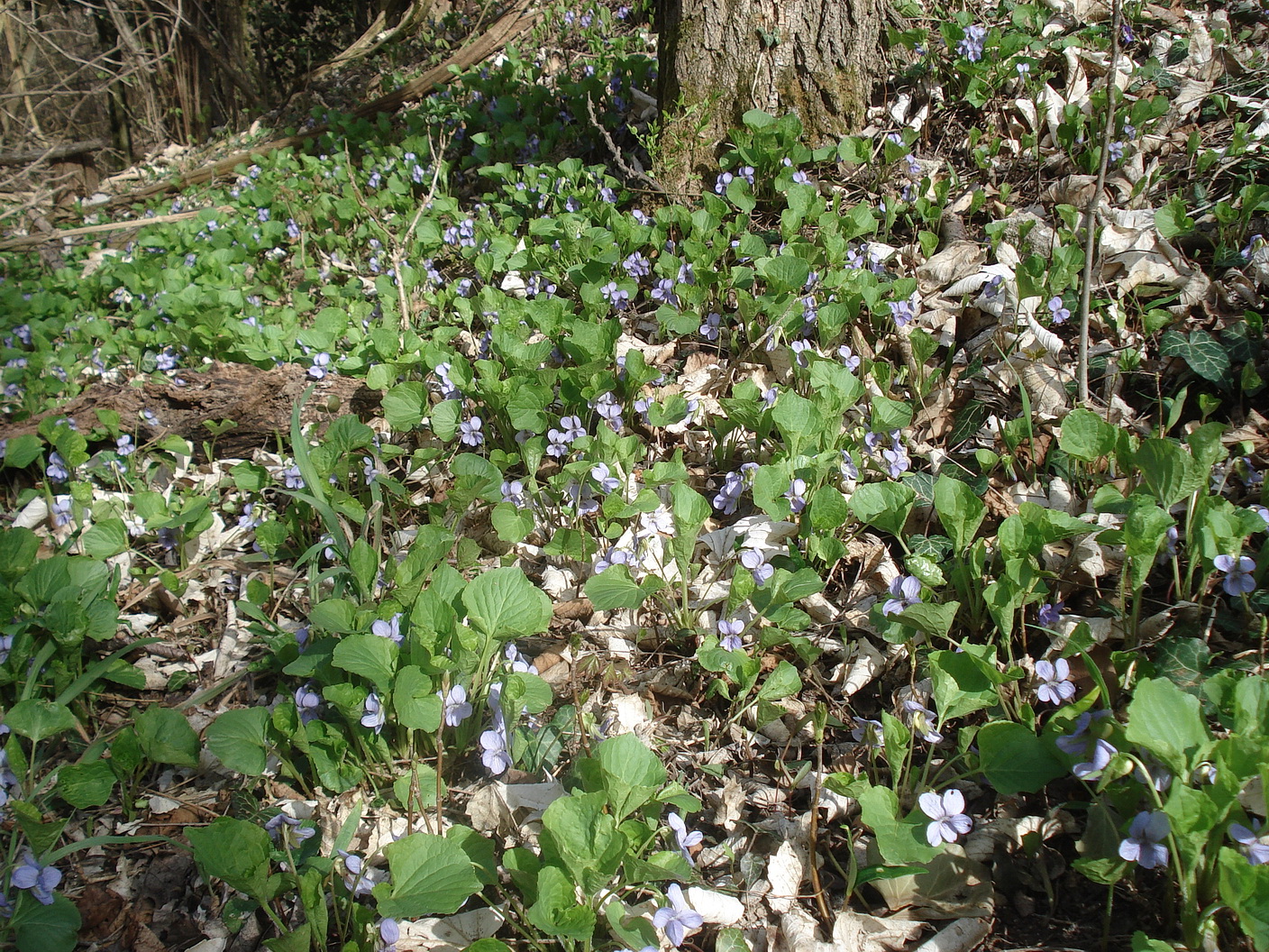 Viola.cf.sororia.B-Hetscherlberg.St.Georgen.a.Leithageb.5.Apr.21.JPG