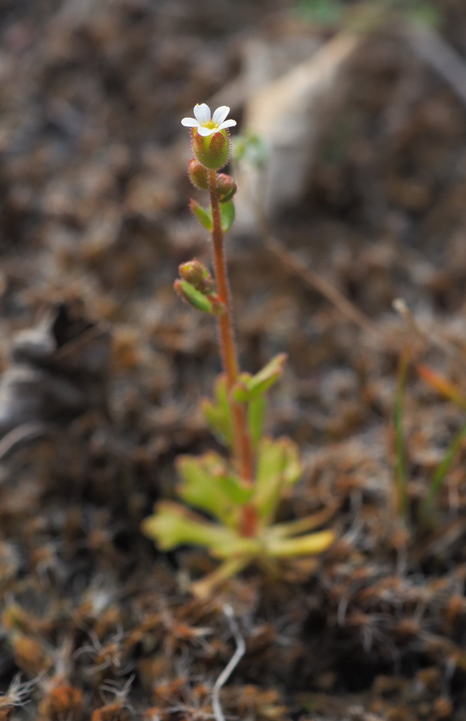 20210401 Saxifraga tridactylites - Lobau.jpg