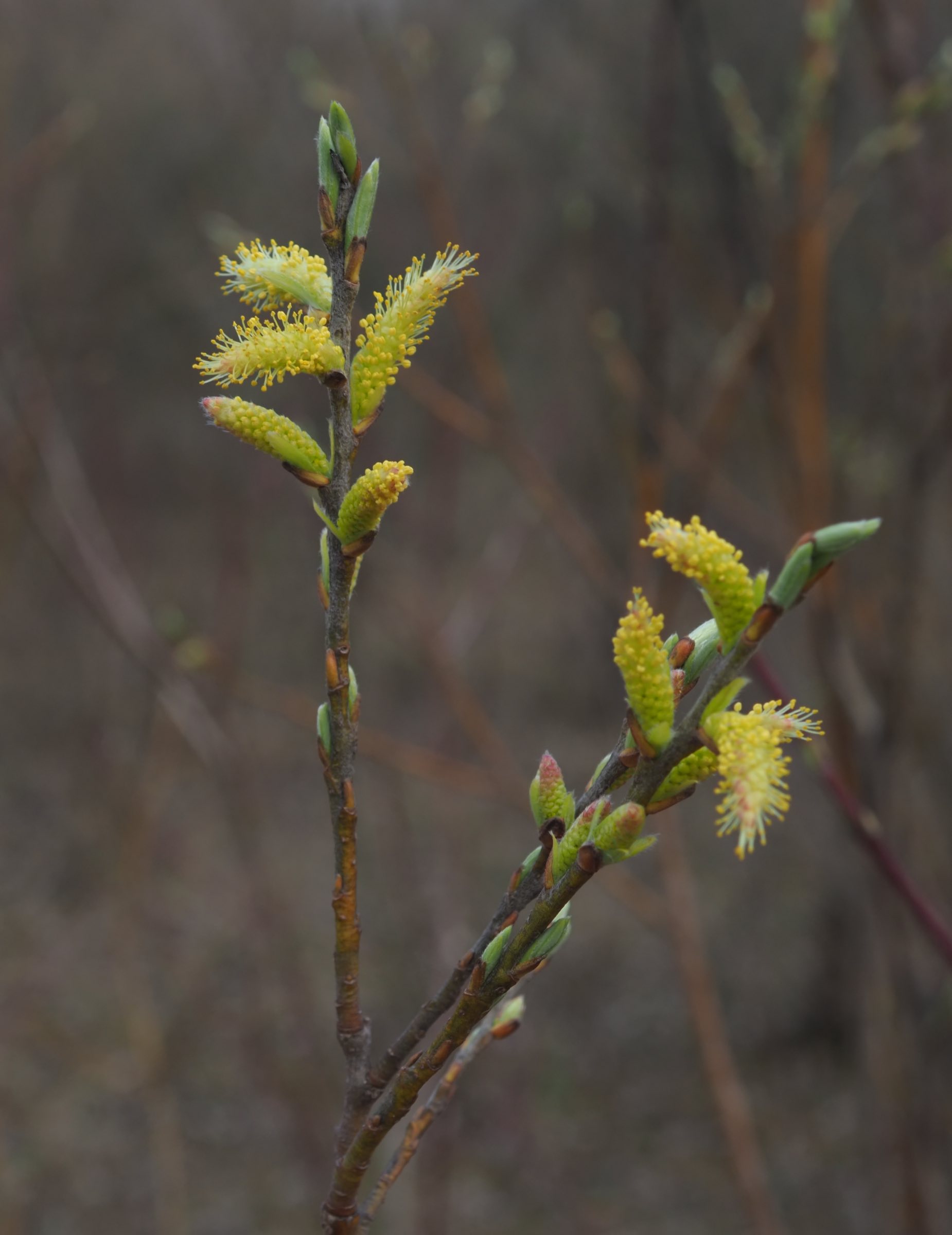 20210401 Salix eleagnos - Lobau.jpg