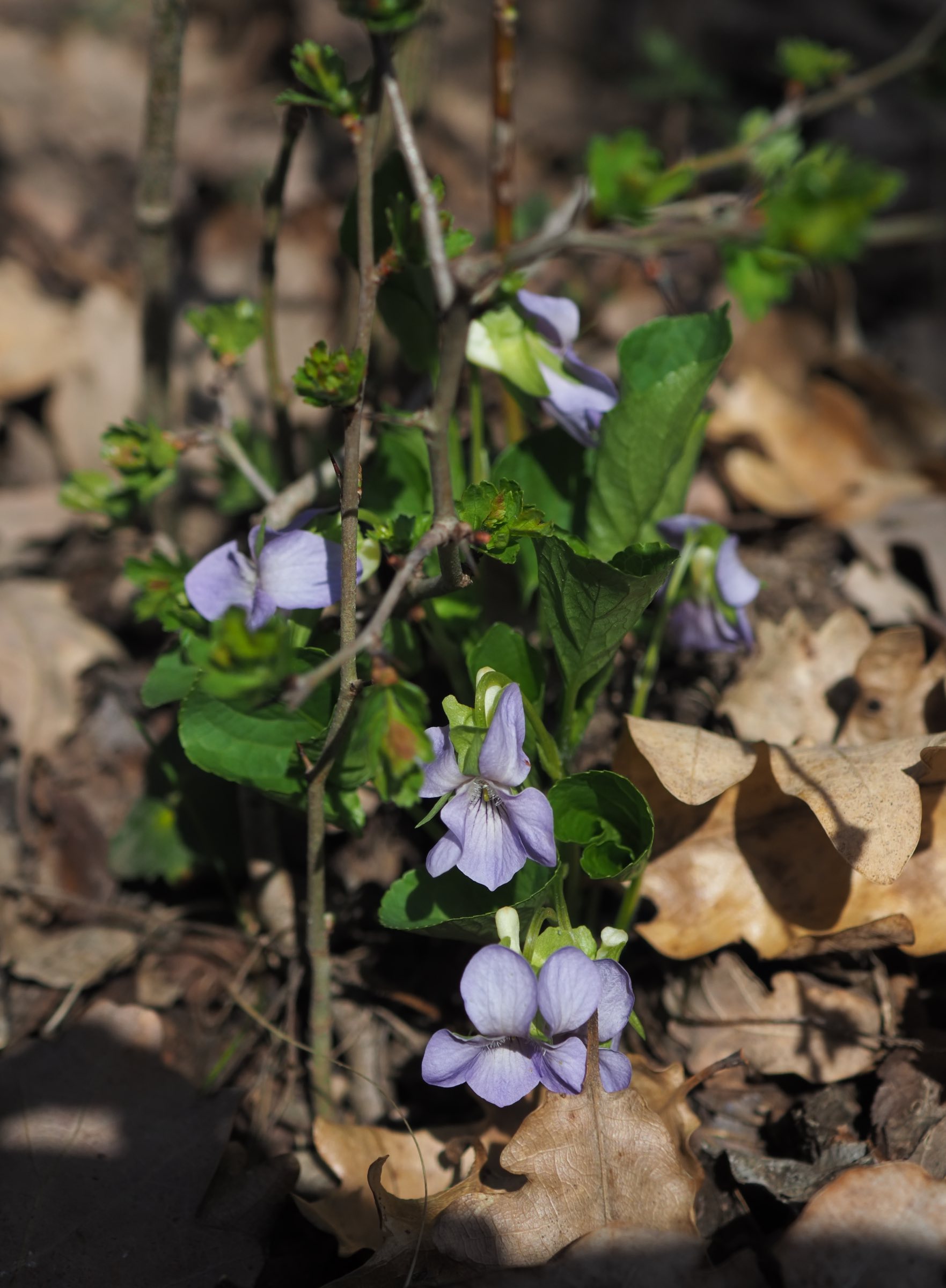 20210405 Viola mirabilis - Gross-Schweinbarth.jpg