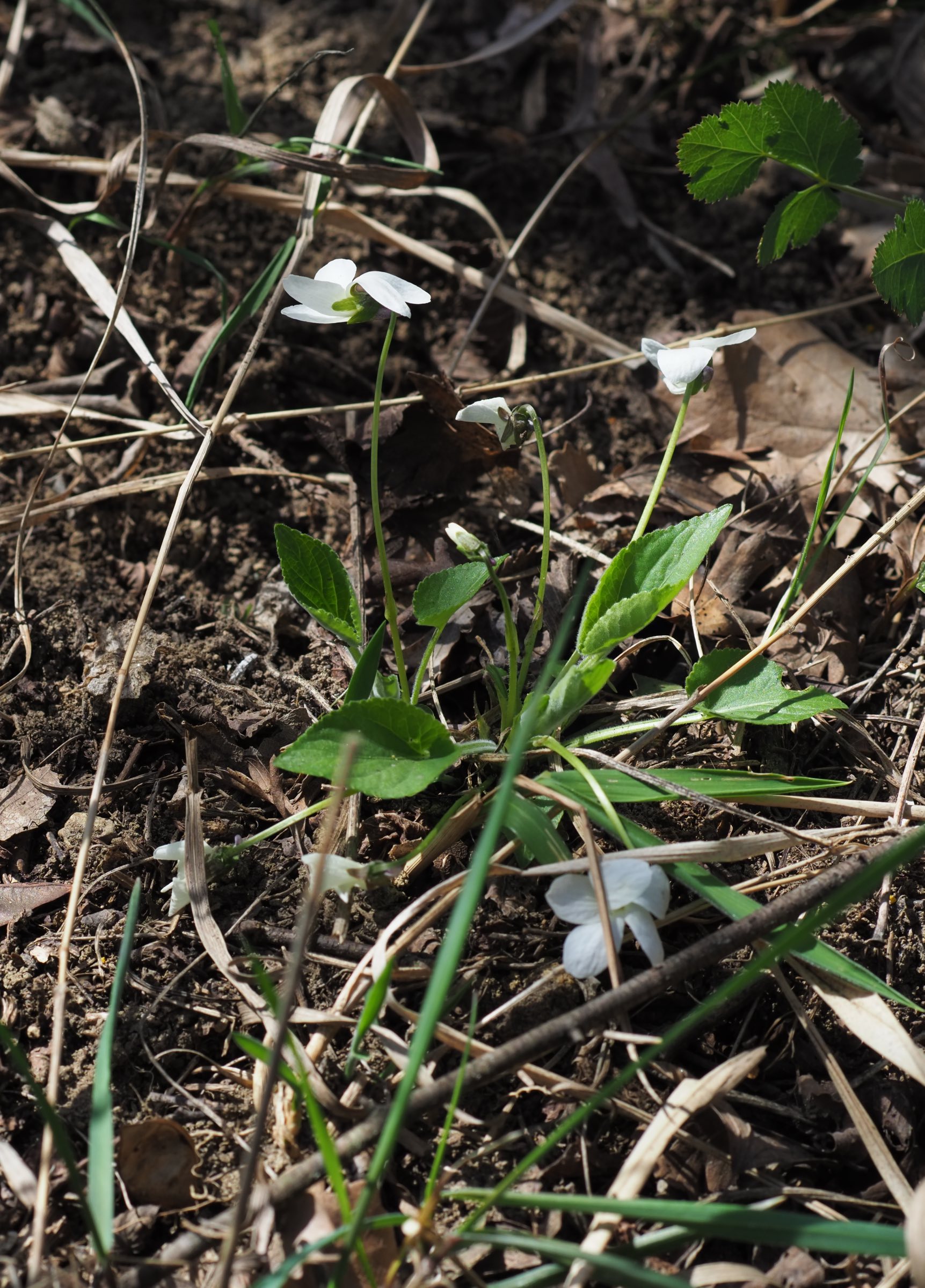 20210405 Viola hirta f. alba - Gross-Schweinbarth.jpg