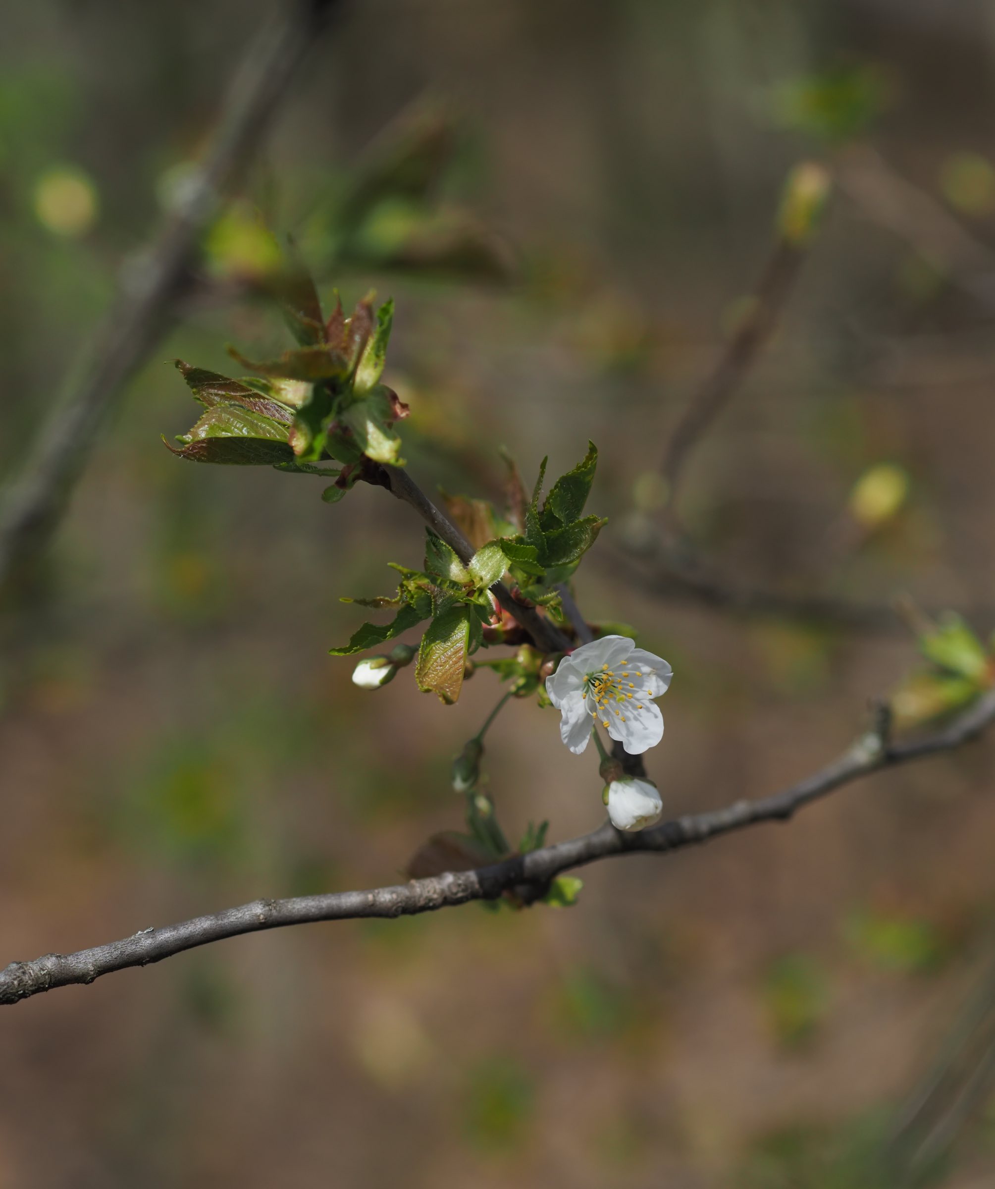 20210405 Prunus avium - Gross-Schweinbarth 2.jpg