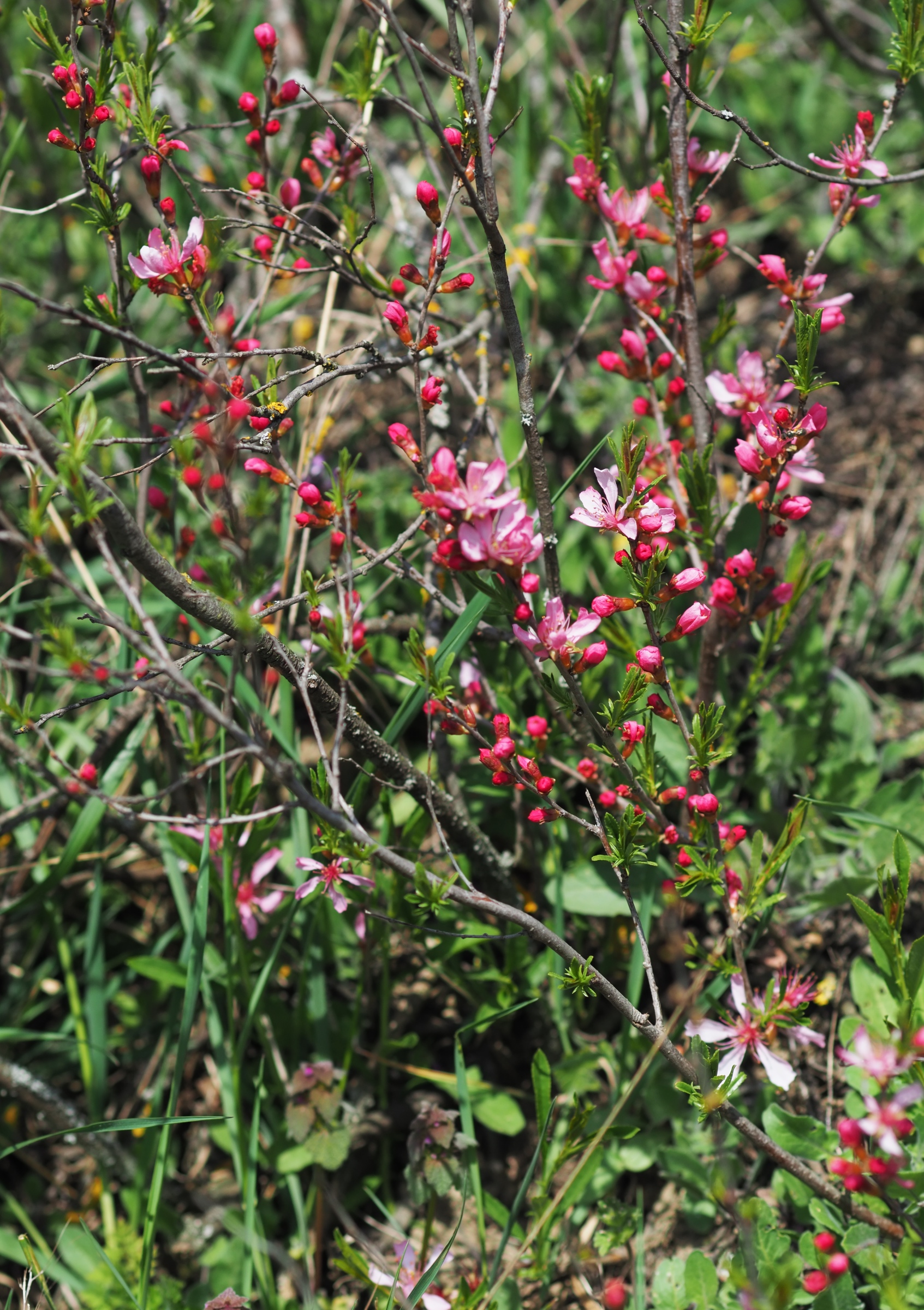 20210405 Prunus tenella - Gross-Schweinbarth.jpg