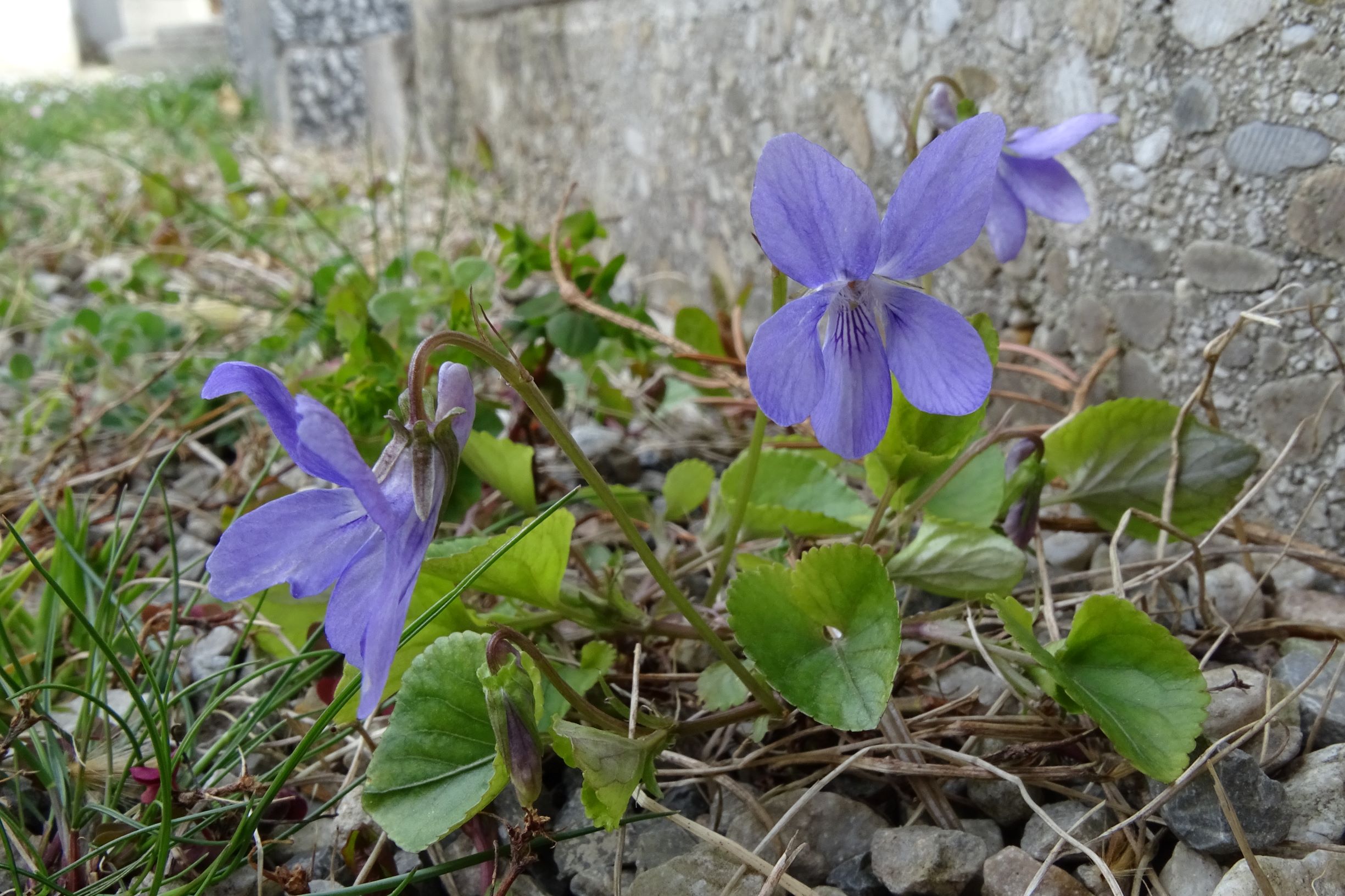 DSC02784 friedhof hainburg, 2021-04-06, viola riviniana.JPG