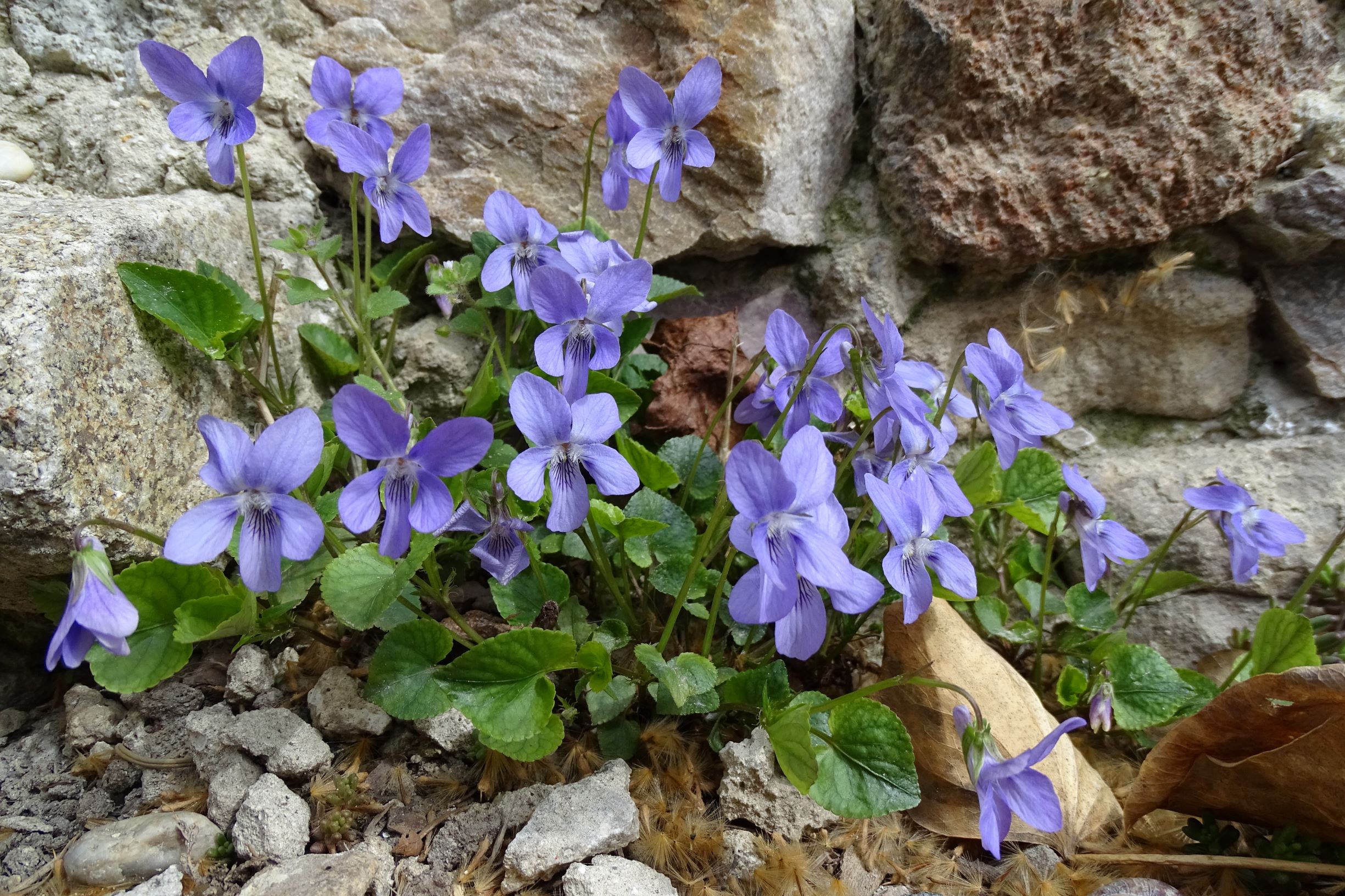 DSC02814 friedhof hainburg, 2021-04-06, viola riviniana.JPG