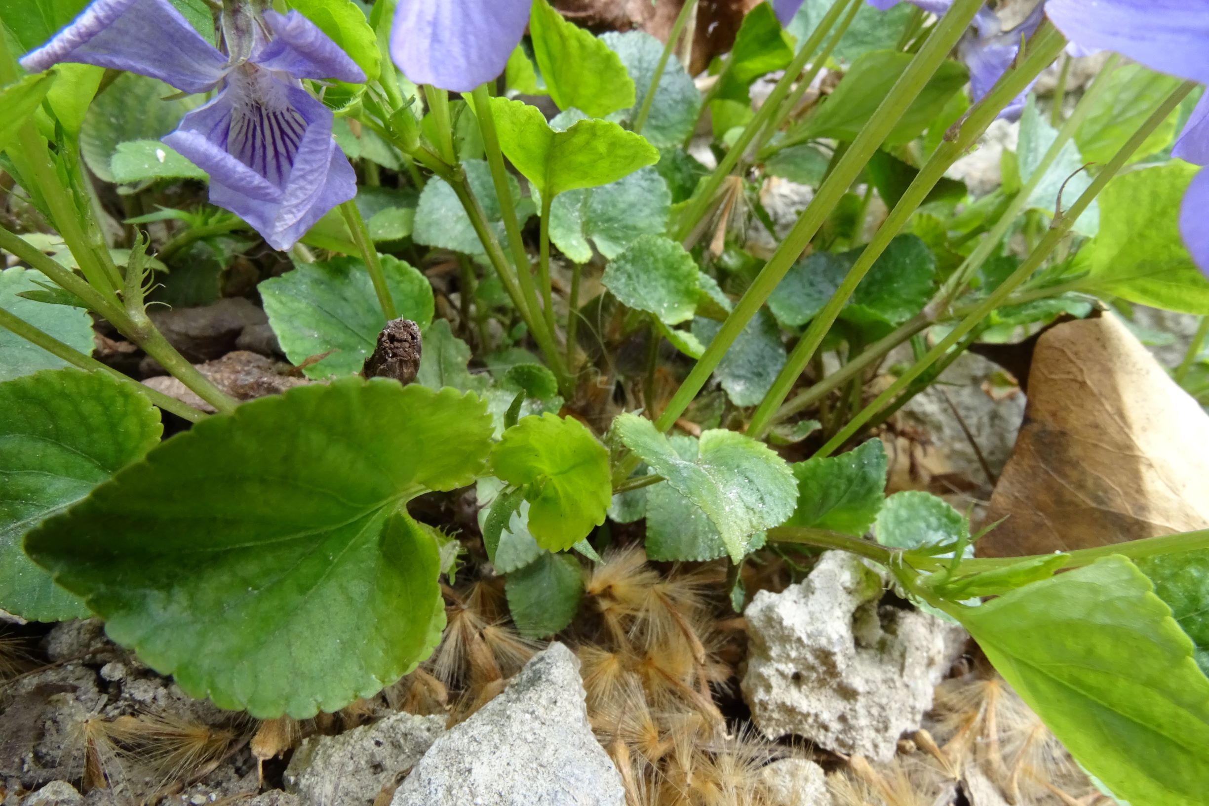 DSC02817 friedhof hainburg, 2021-04-06, viola riviniana.JPG