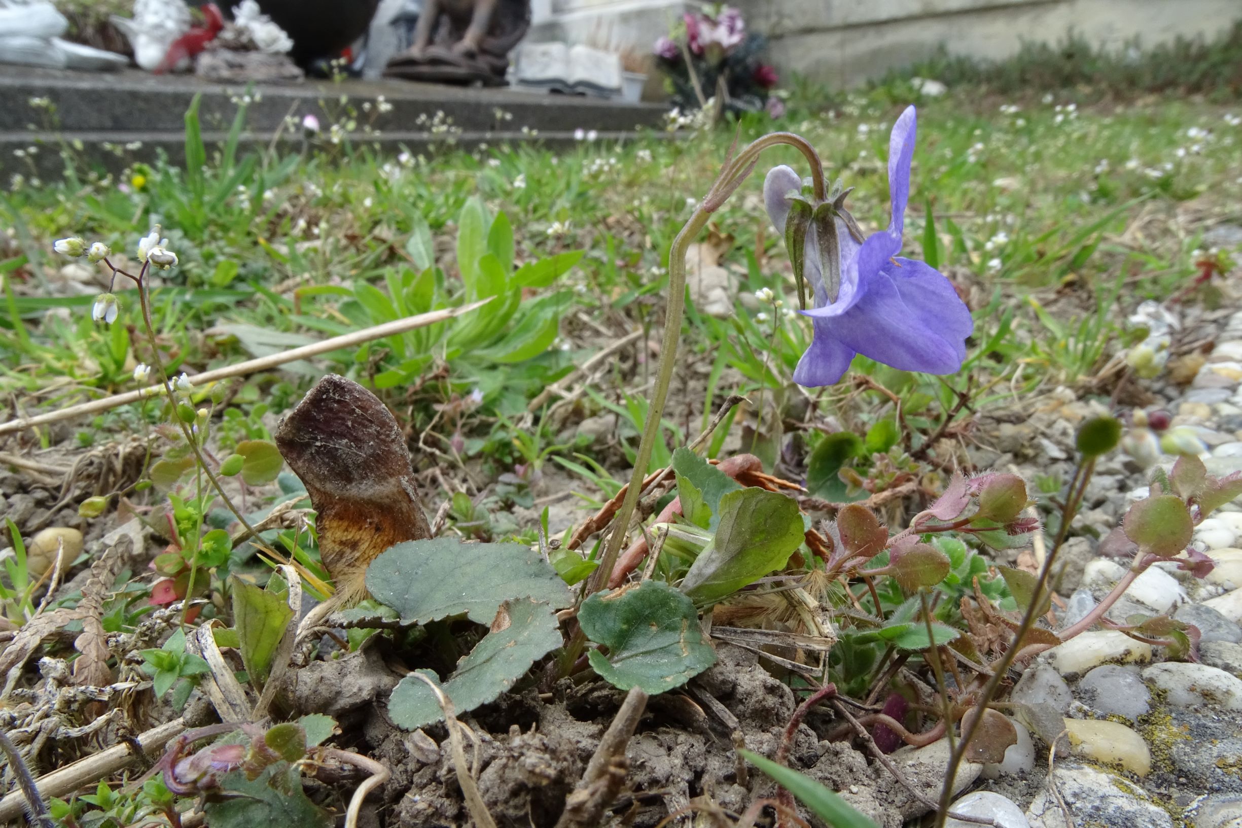 DSC02832 friedhof hainburg, 2021-04-06, viola riviniana, draba boerhavii sensu eföls, veronica sublobata.JPG