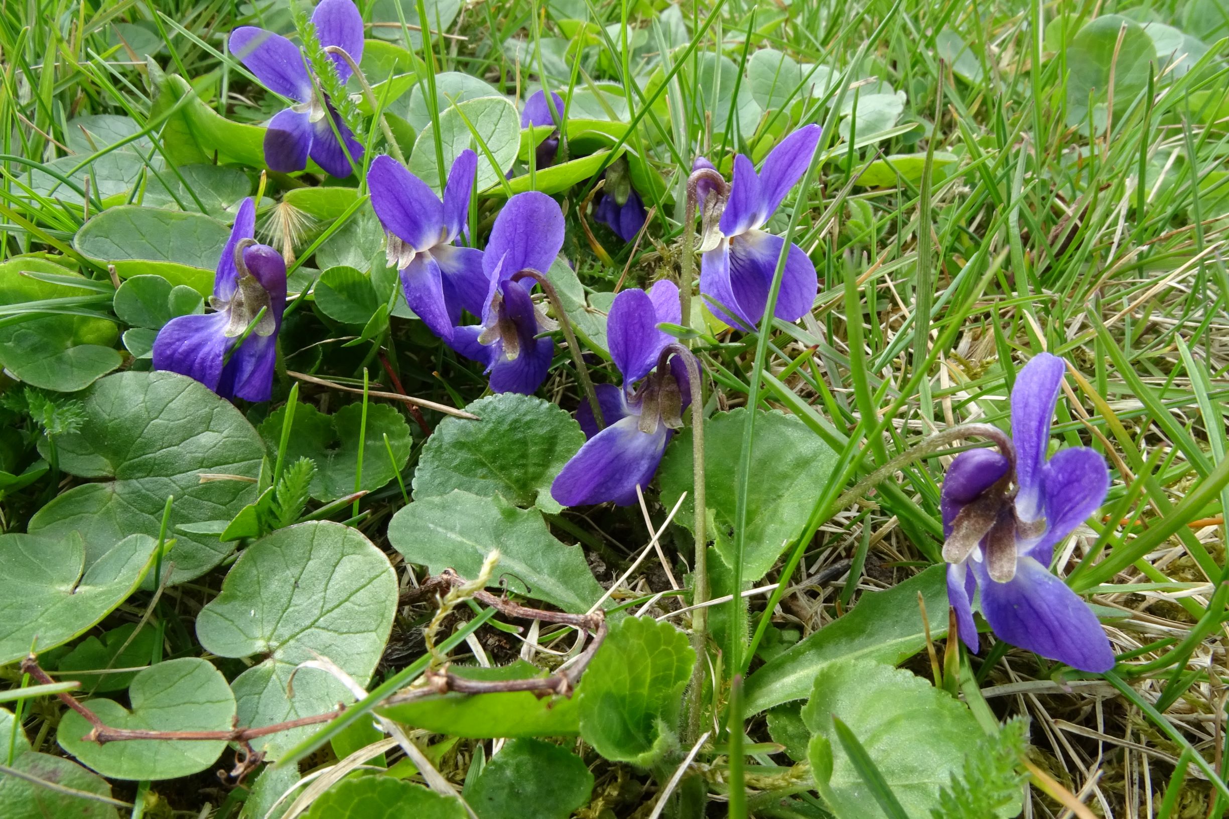 DSC02898 friedhof hainburg, 2021-04-06, viola odorata x suavis.JPG