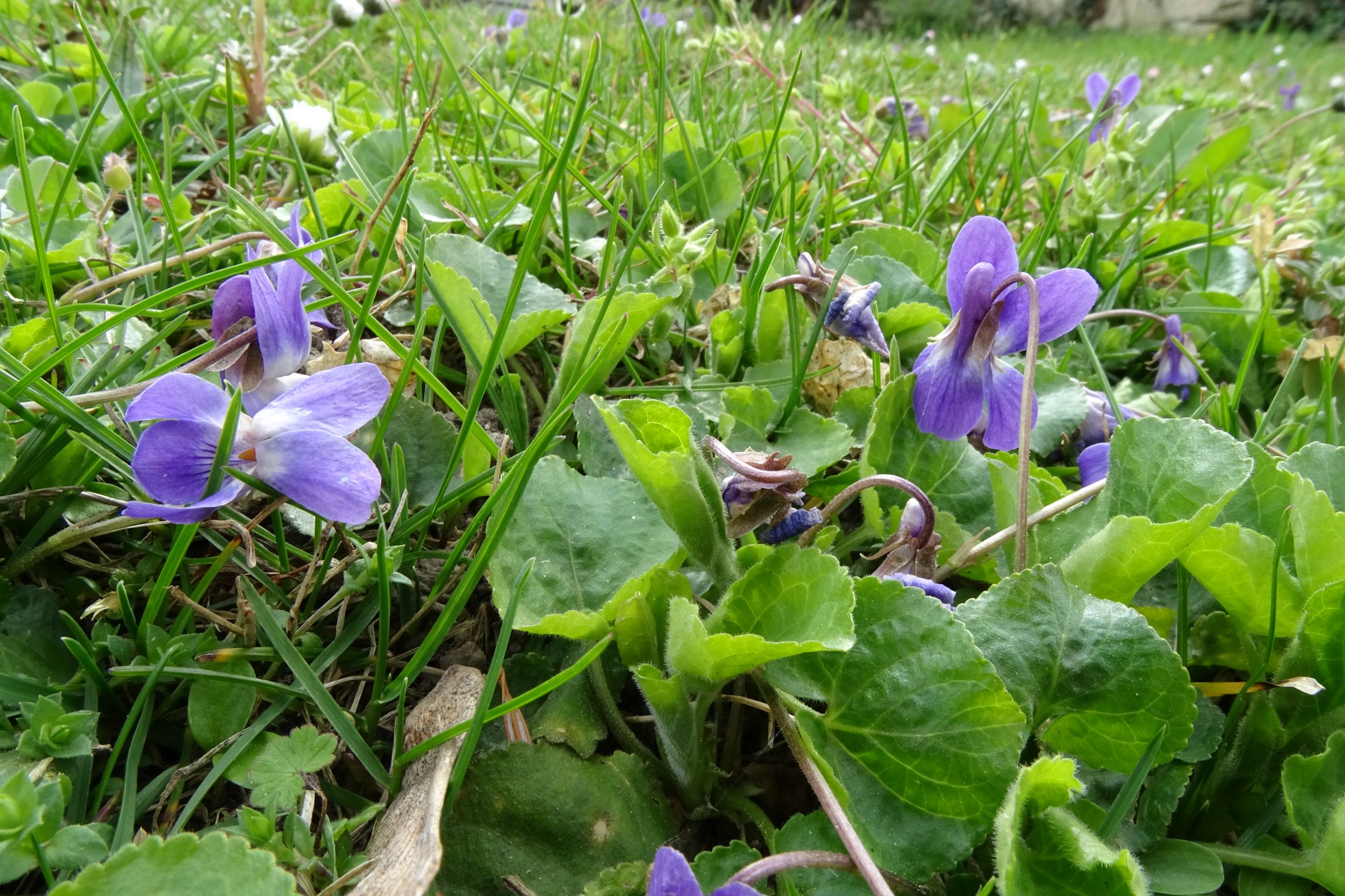 DSC02902 friedhof hainburg, 2021-04-06, viola odorata x suavis.JPG