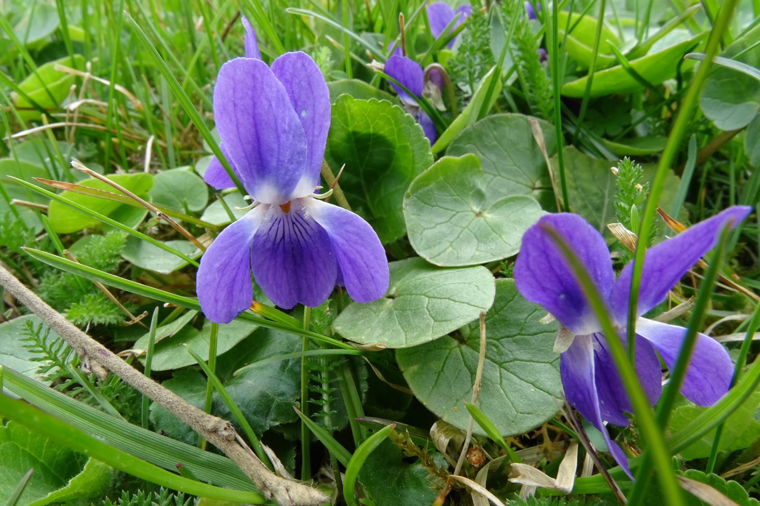 DSC02905 friedhof hainburg, 2021-04-06, viola odorata x suavis.JPG