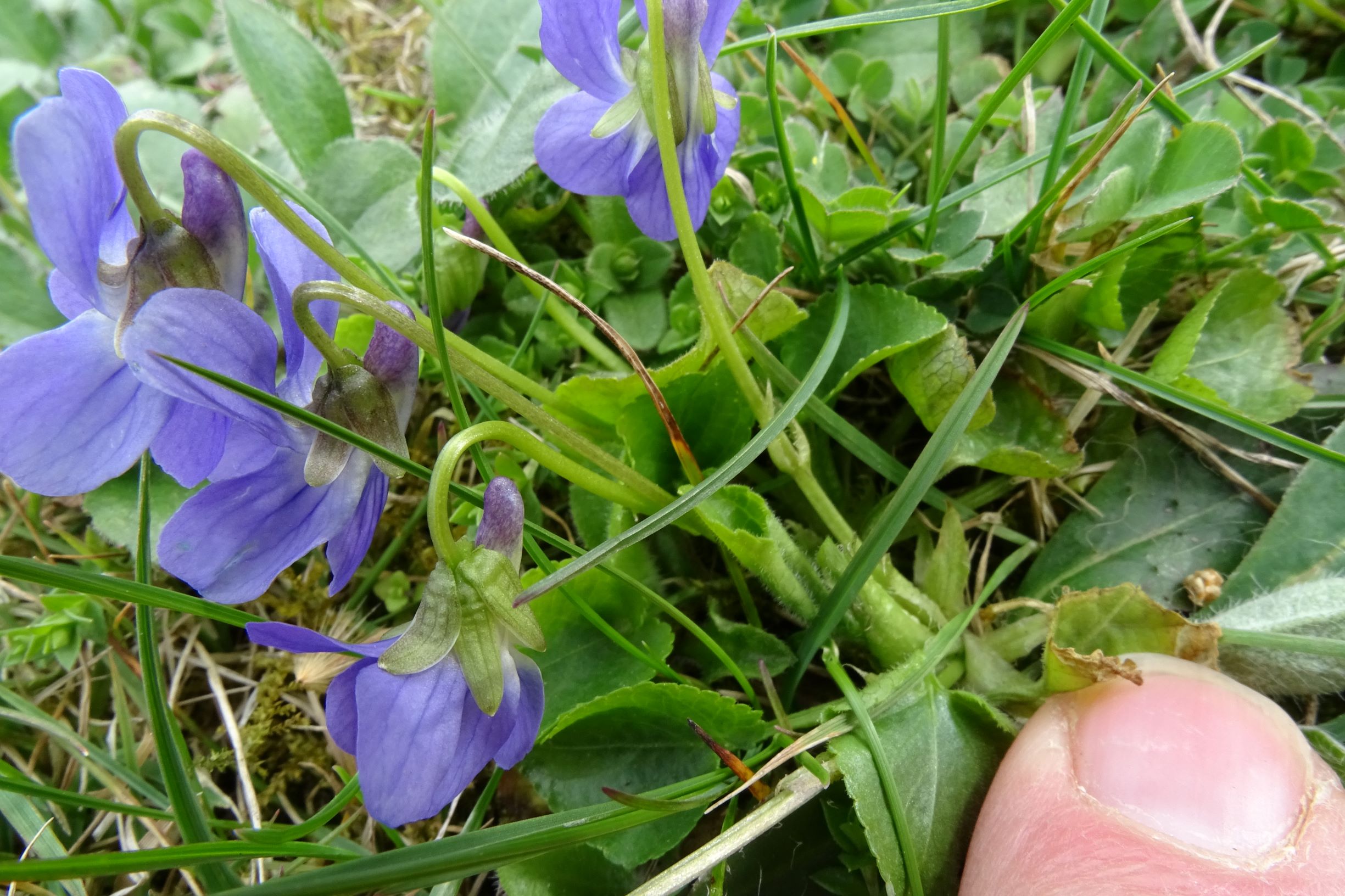 DSC02916 friedhof hainburg, 2021-04-06, viola odorata x suavis.JPG