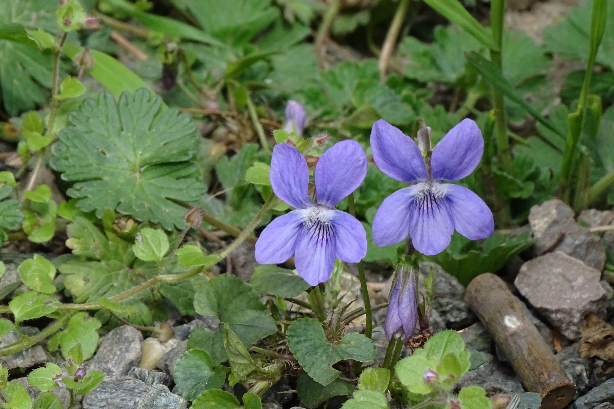 DSC02929 friedhof hainburg, 2021-04-06, viola riviniana.JPG