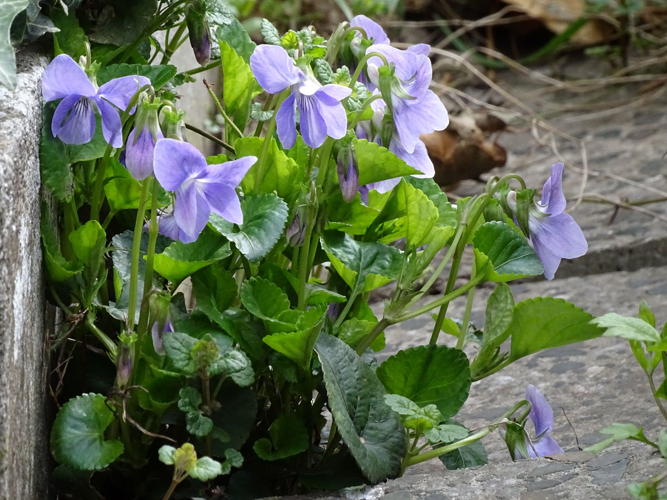 DSC02931 friedhof hainburg, 2021-04-06, viola riviniana.JPG