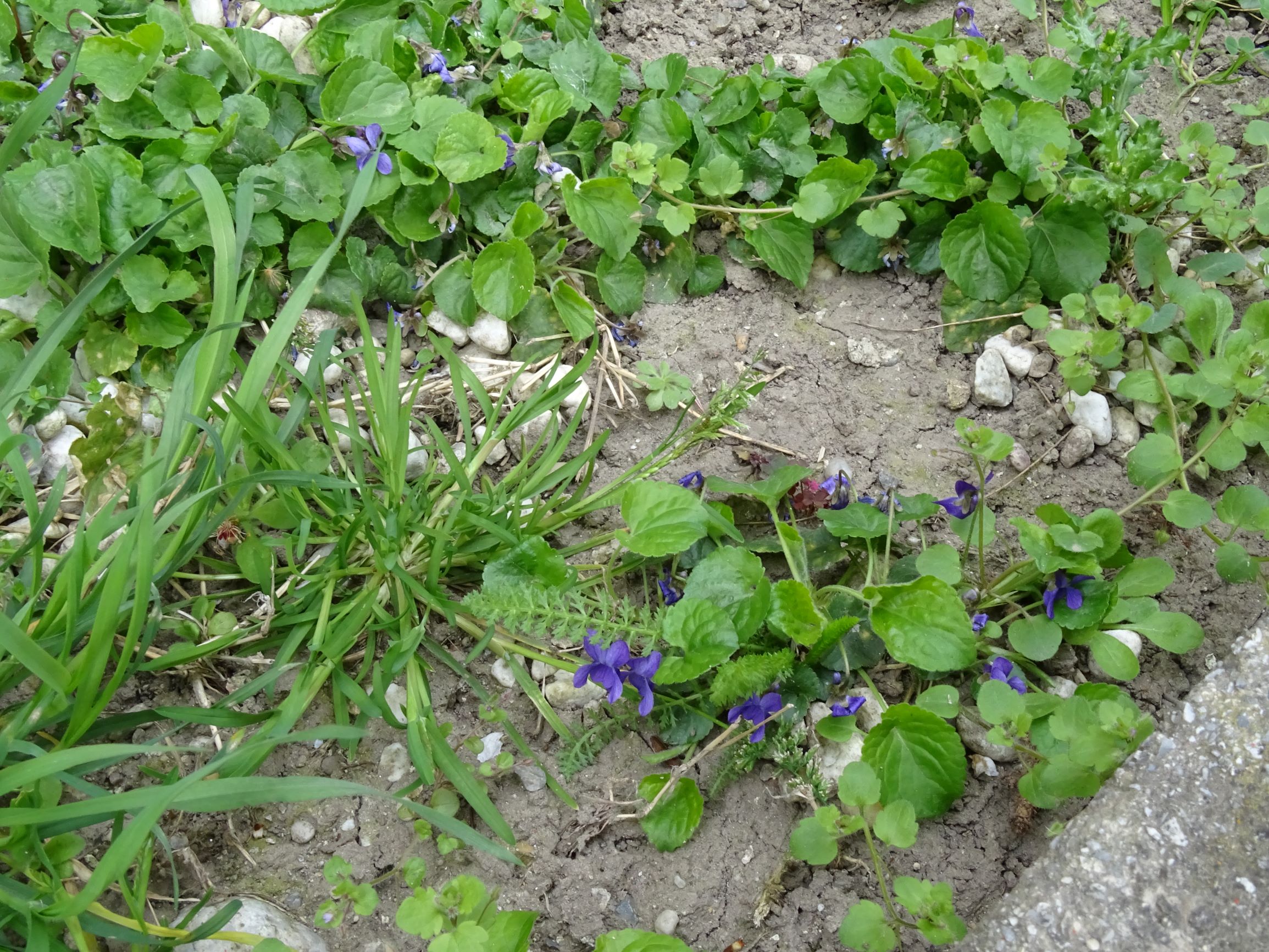 DSC02943 friedhof hainburg, 2021-04-06, viola odorata.JPG