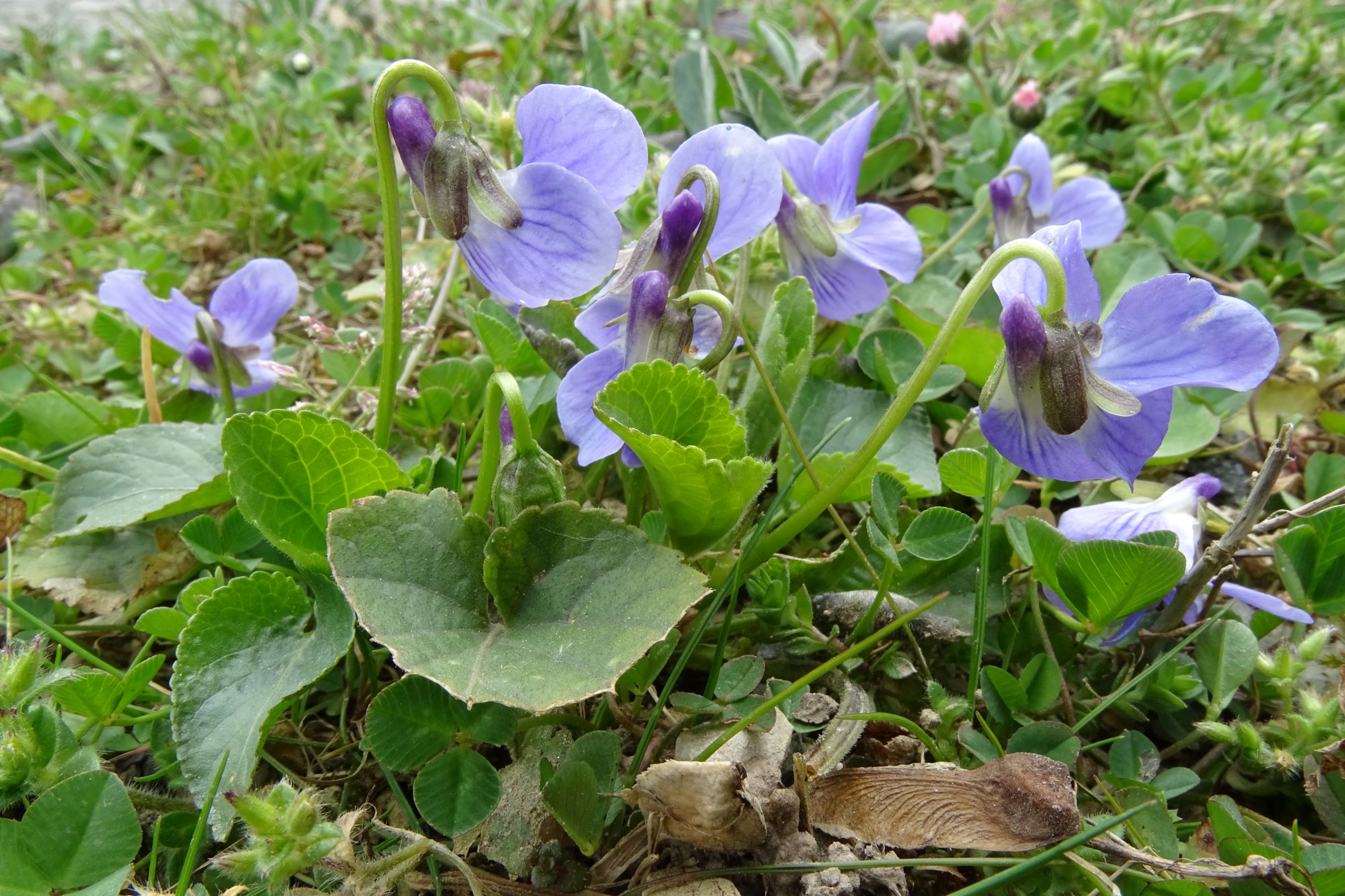 DSC02976 friedhof hainburg, 2021-04-06, viola suavis.JPG