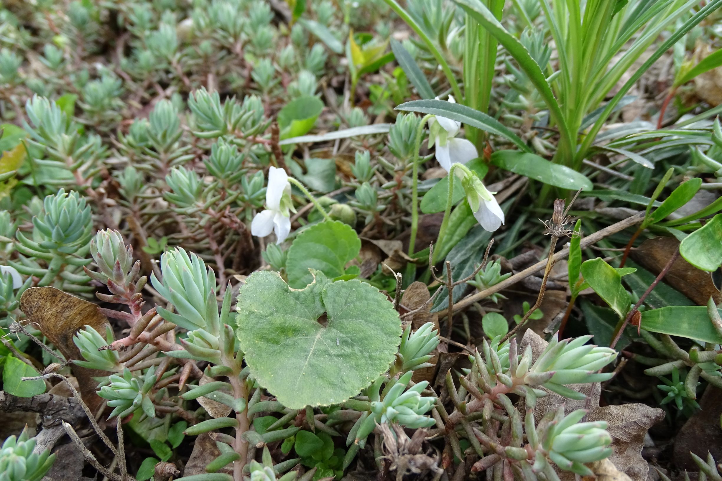 DSC03050 friedhof hainburg, 2021-04-06, viola odorata (x suavis) fo. alba.JPG