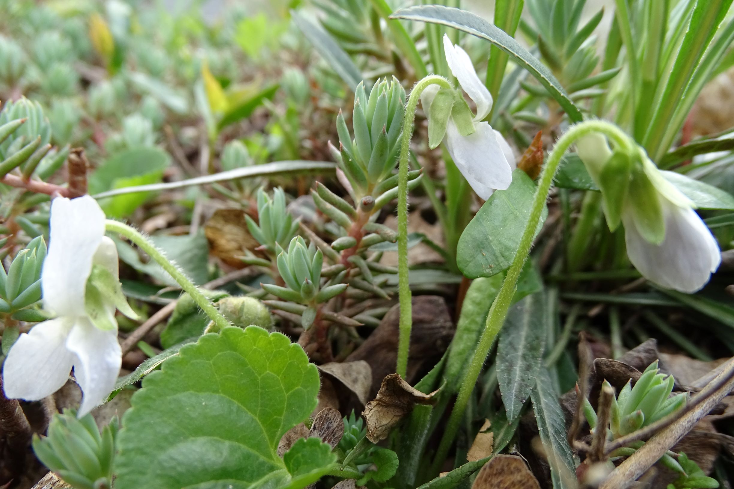 DSC03053 friedhof hainburg, 2021-04-06, viola odorata (x suavis) fo. alba.JPG