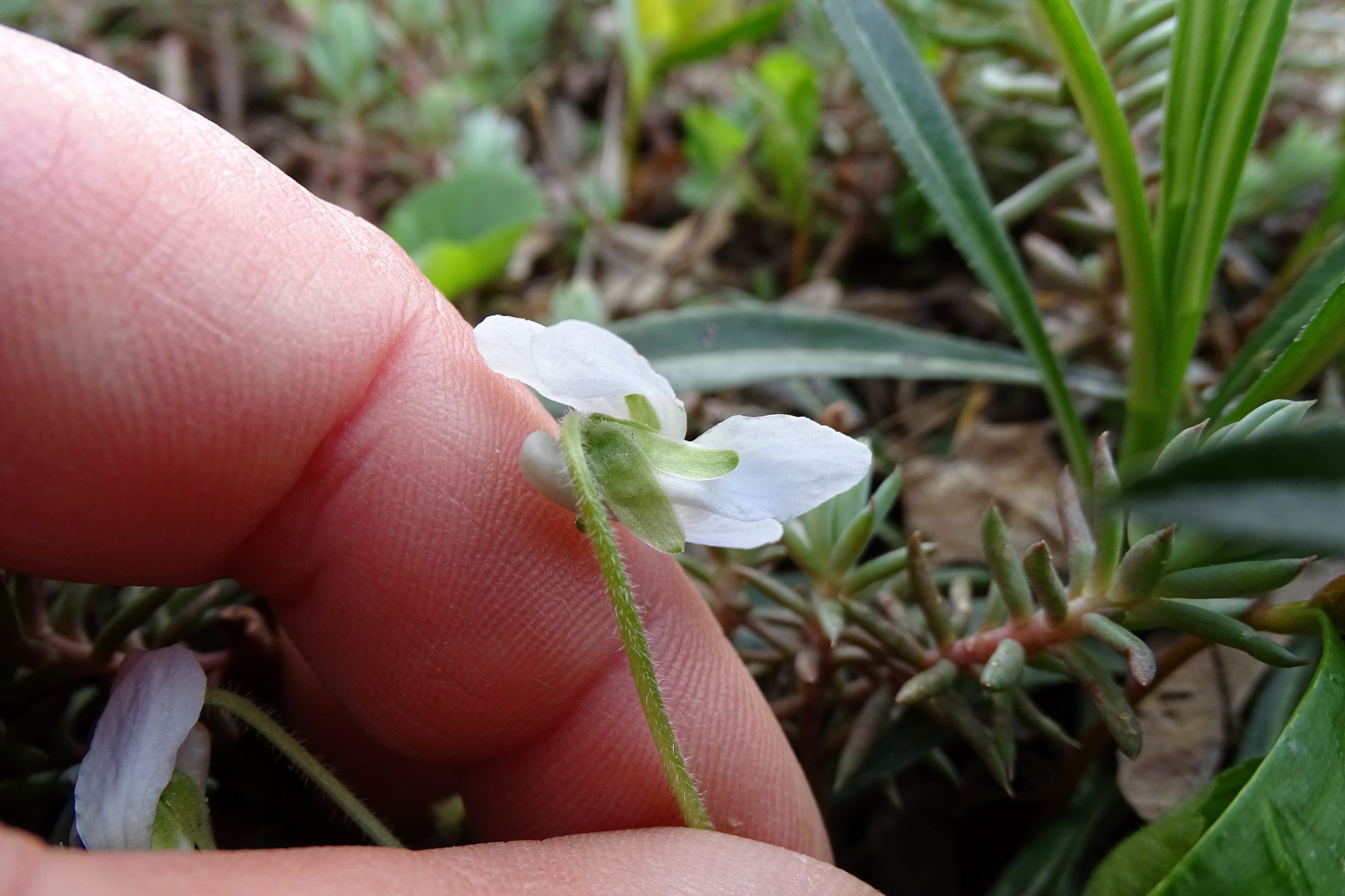 DSC03059 friedhof hainburg, 2021-04-06, viola odorata (x suavis) fo. alba.JPG