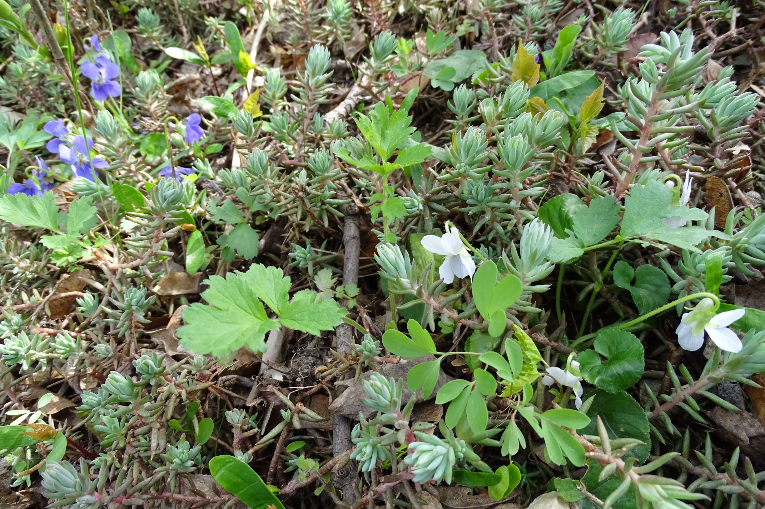 DSC03061 friedhof hainburg, 2021-04-06, viola odorata (x suavis) fo. alba; li. hinten v. suavis.JPG