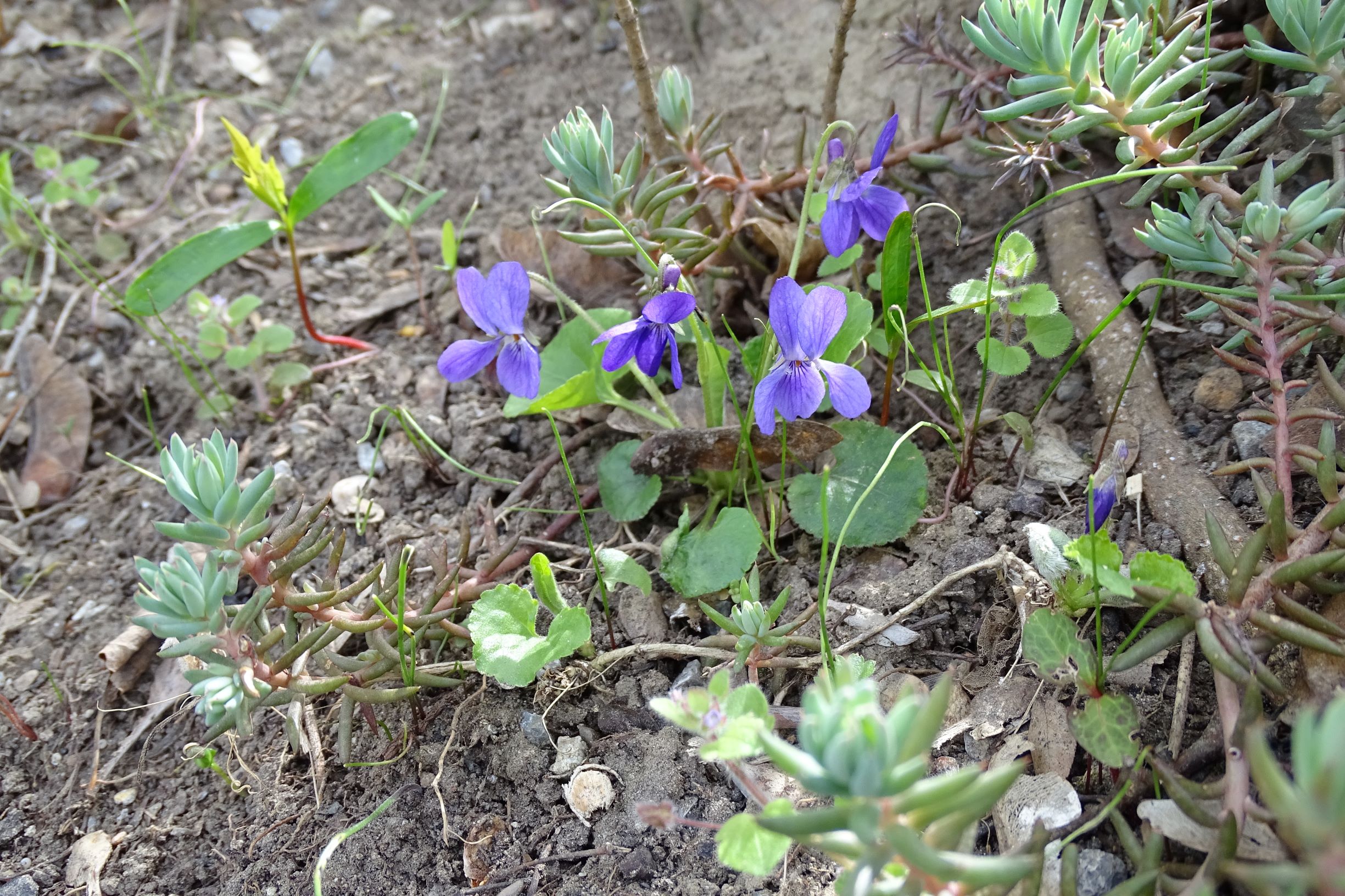 DSC03067 friedhof hainburg, 2021-04-06, viola odorata x suavis.JPG