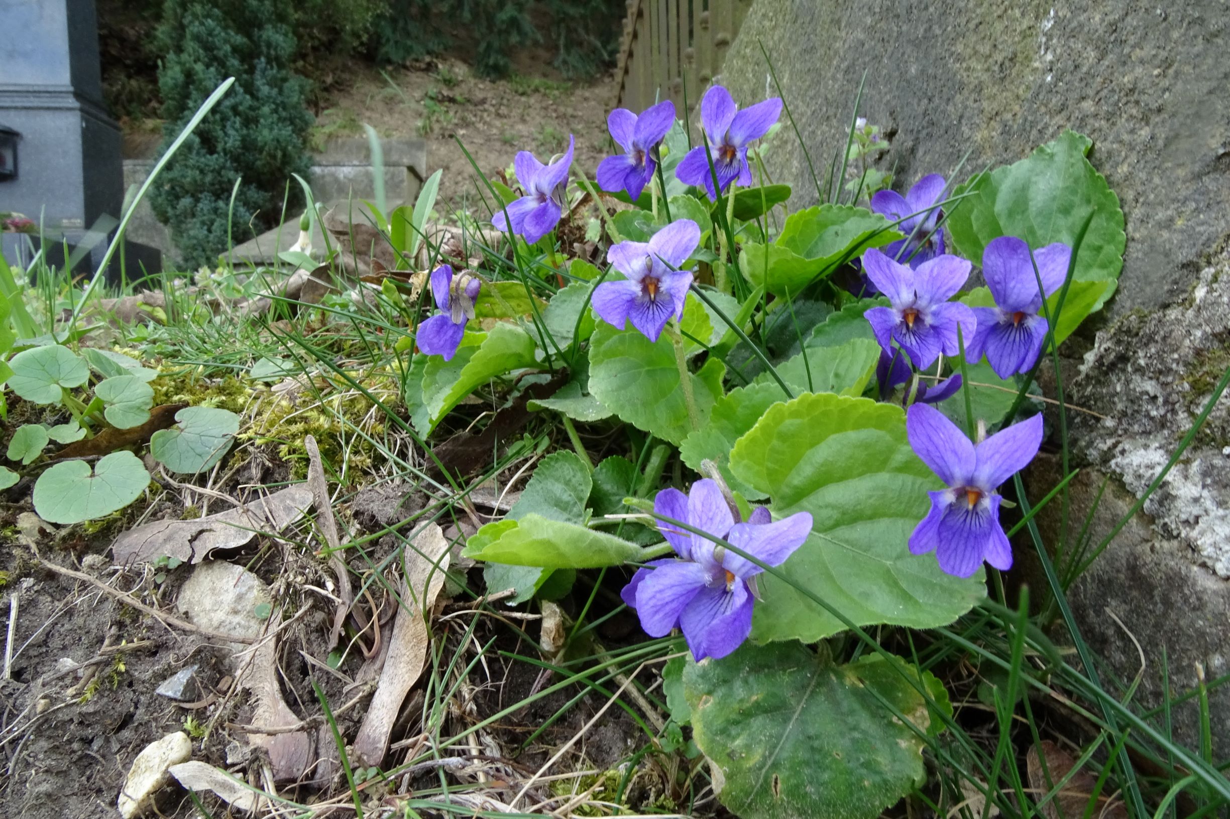 DSC03118 friedhof hainburg, 2021-04-06, viola suavis (x odorata).JPG