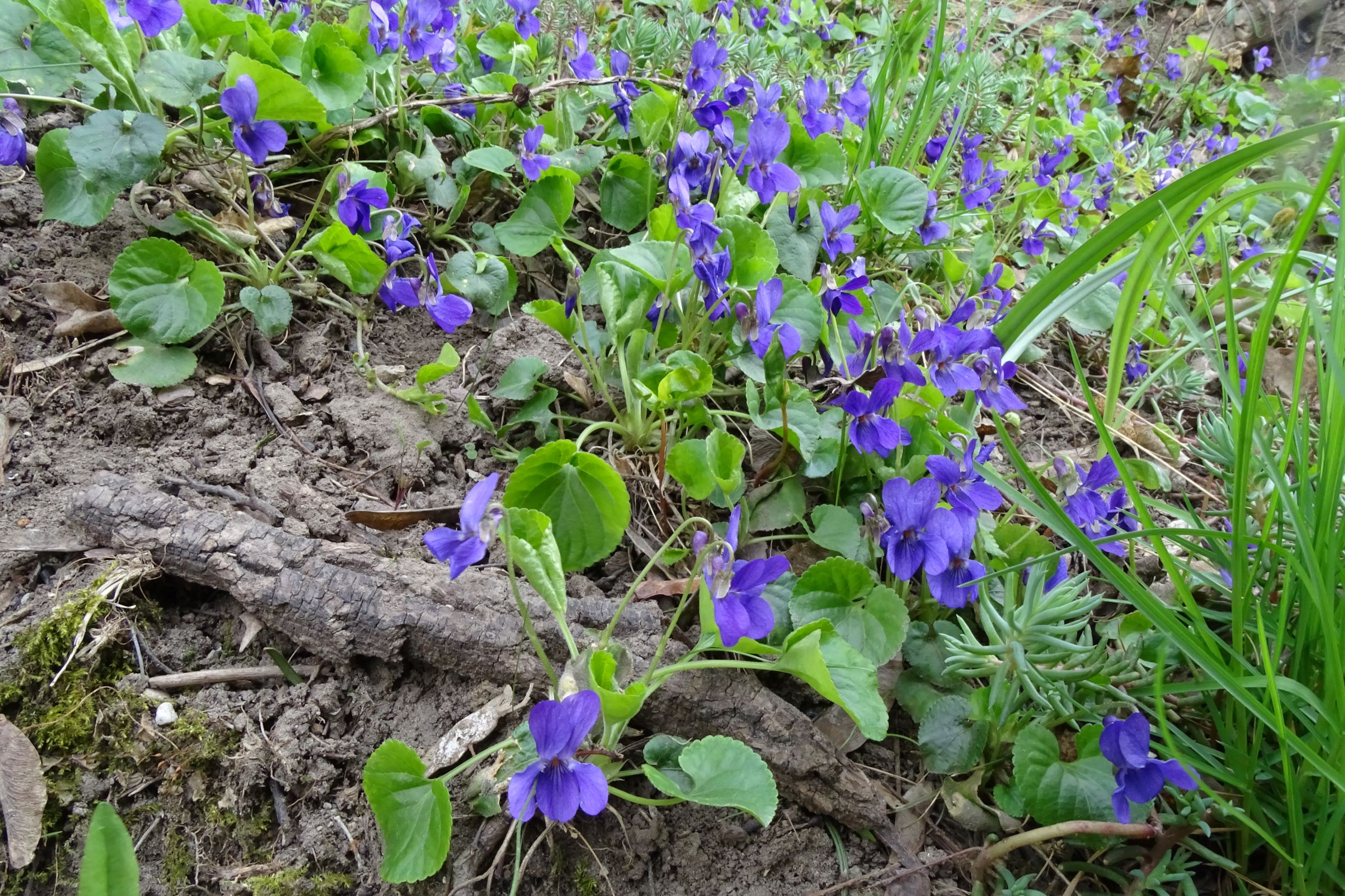 DSC03123 friedhof hainburg, 2021-04-06, viola odorata.JPG