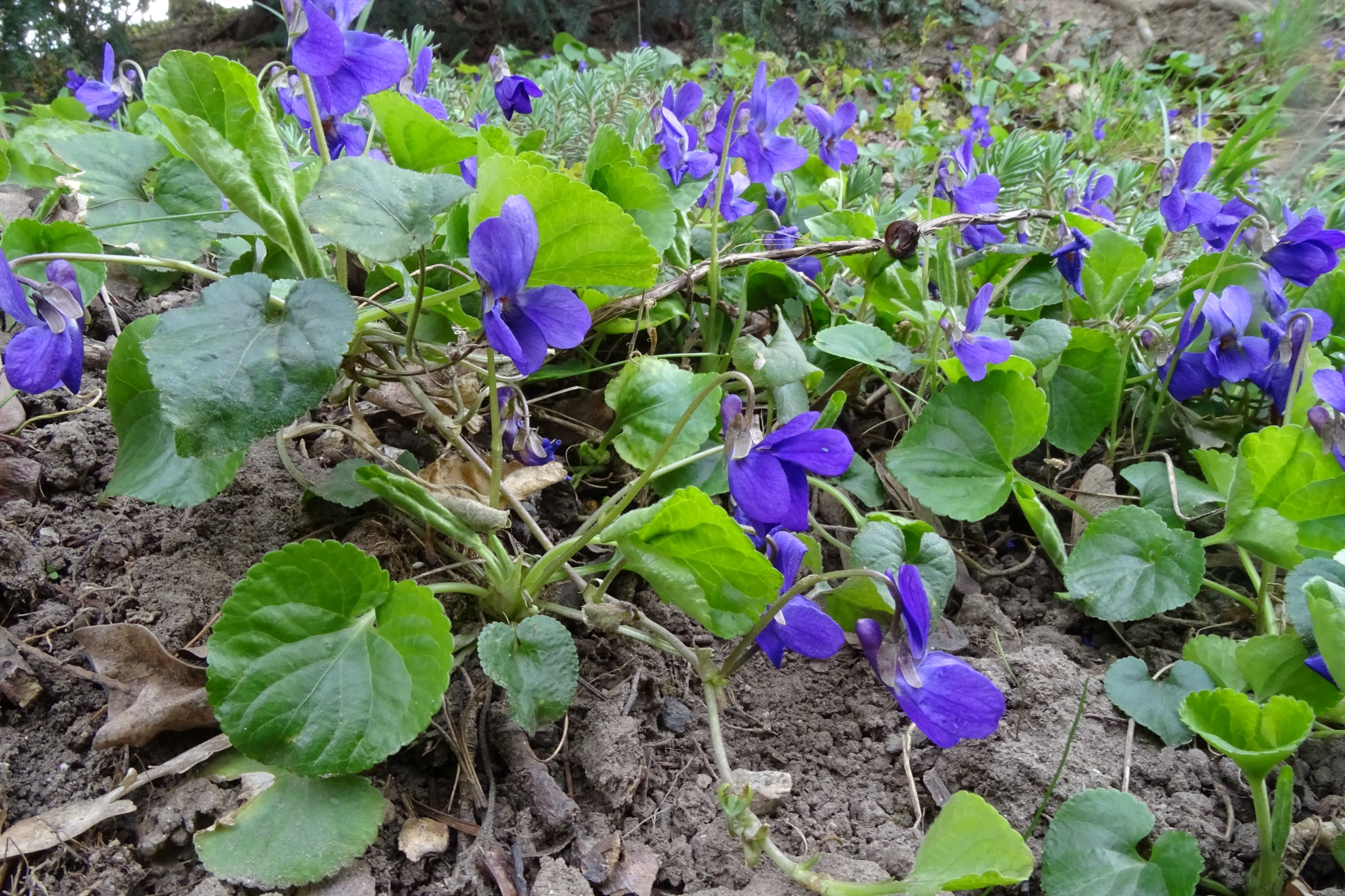 DSC03125 friedhof hainburg, 2021-04-06, viola odorata.JPG