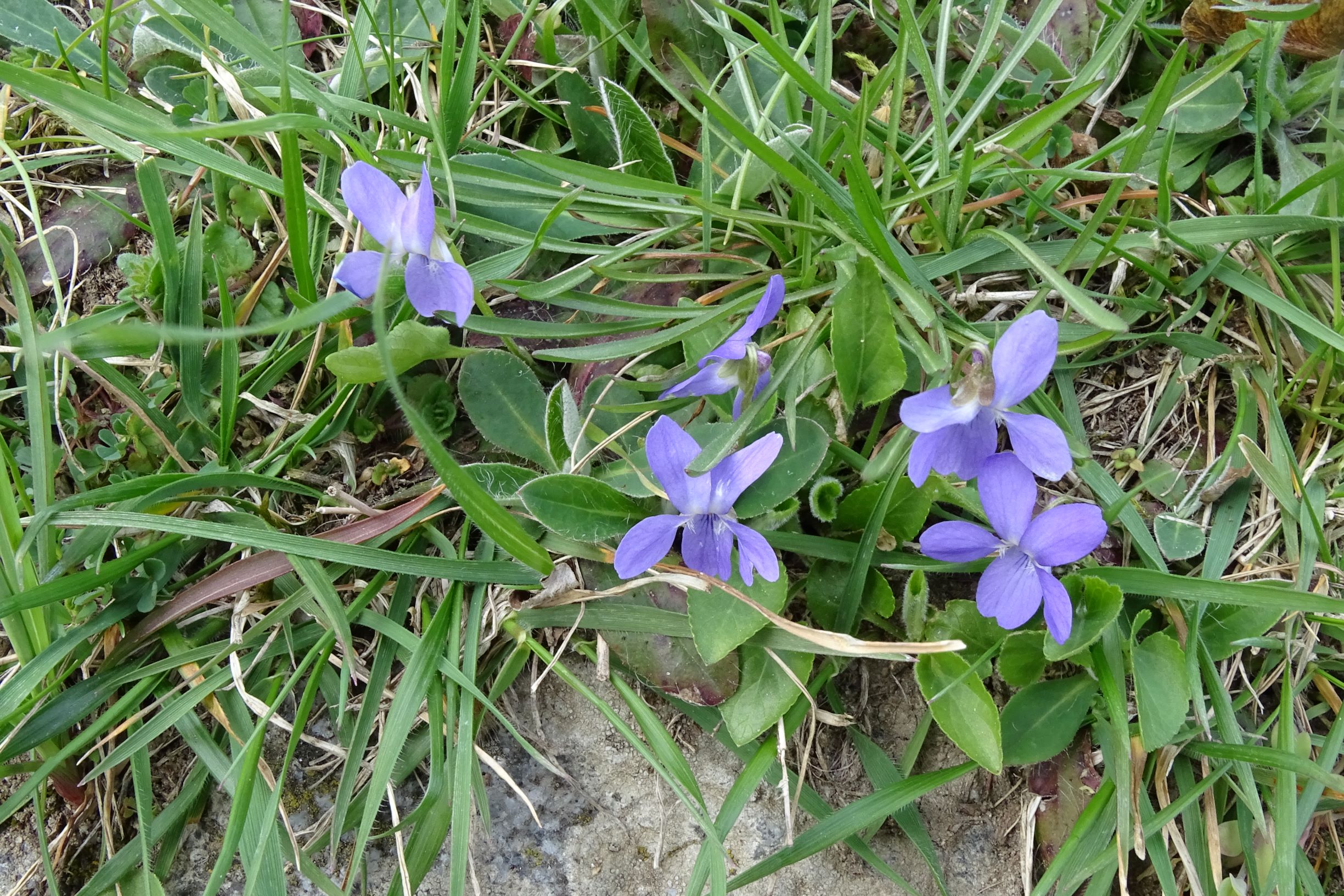 DSC03130 friedhof hainburg, 2021-04-06, viola hirta.JPG