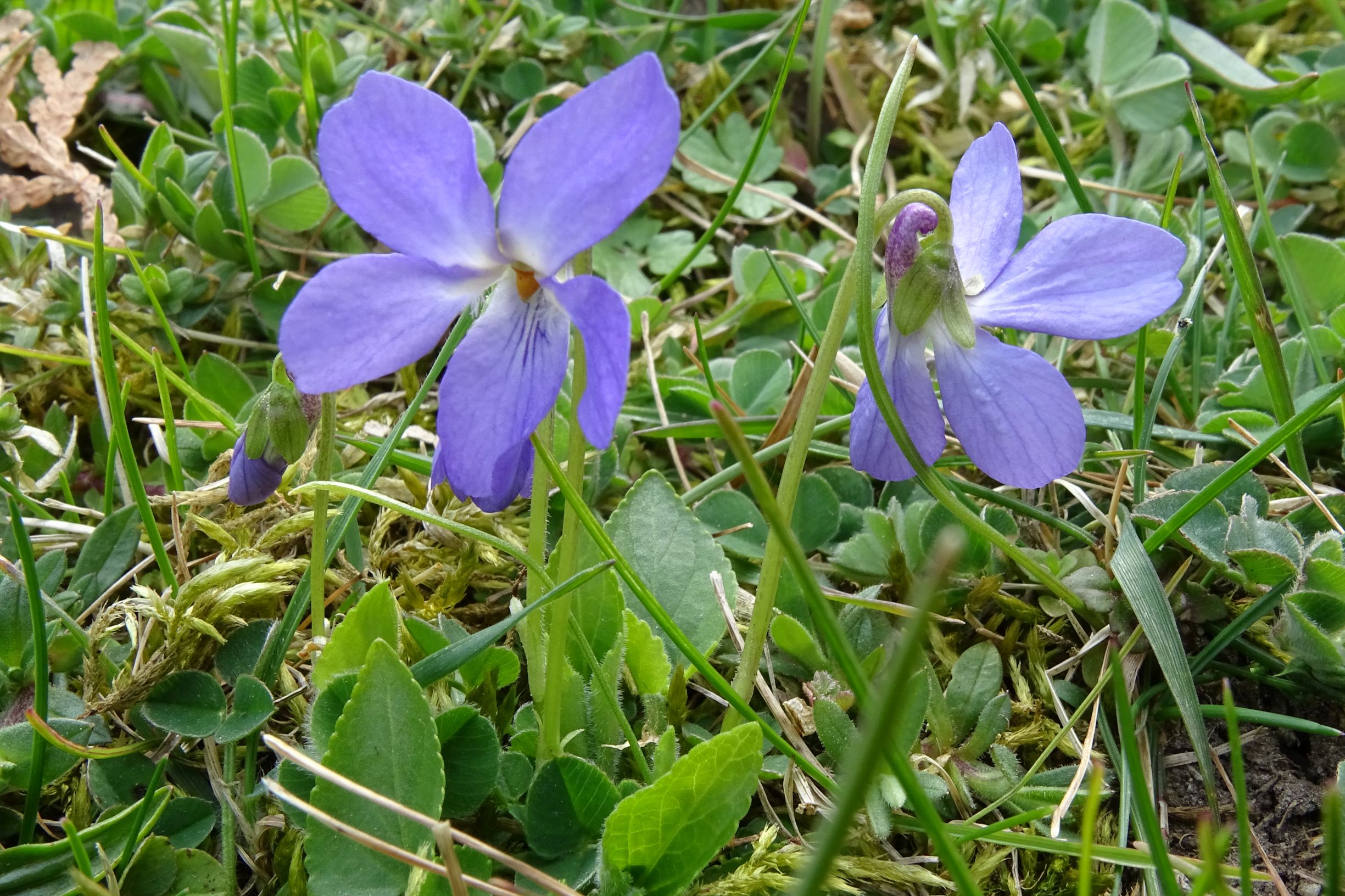 DSC03131 friedhof hainburg, 2021-04-06, viola hirta.JPG