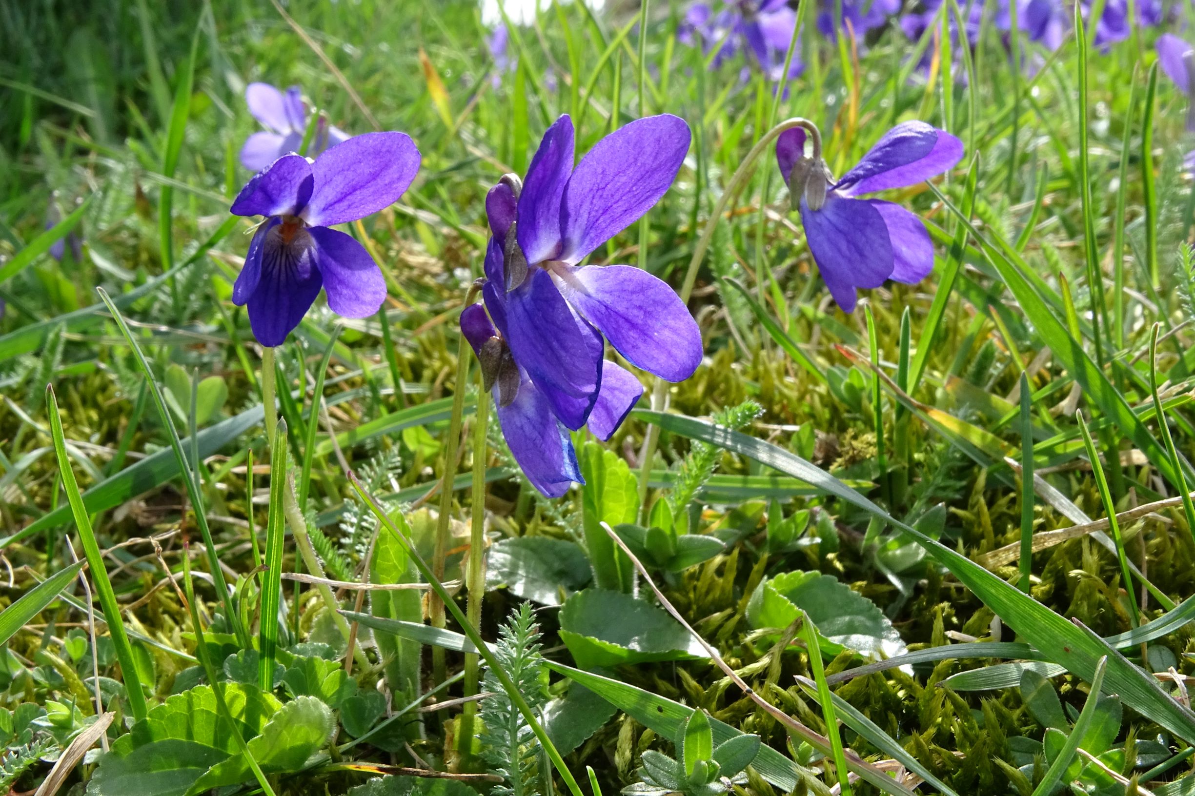 DSC03134 friedhof hainburg, 2021-04-06, viola cf. suavis.JPG