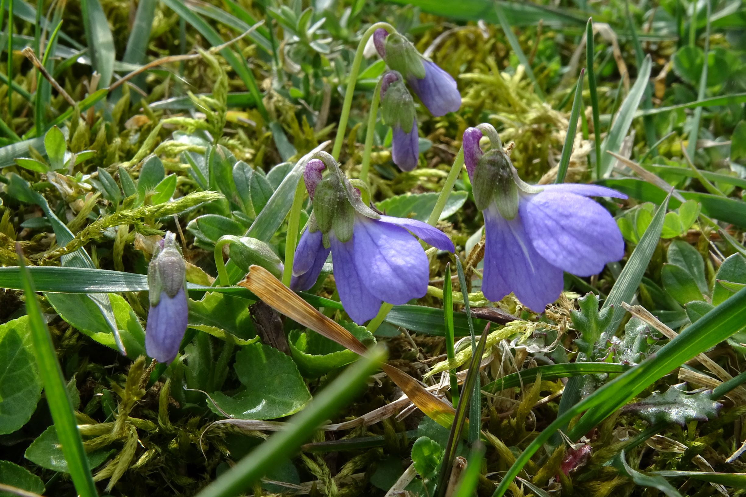 DSC03139 friedhof hainburg, 2021-04-06, viola cf. hirta x suavis.JPG