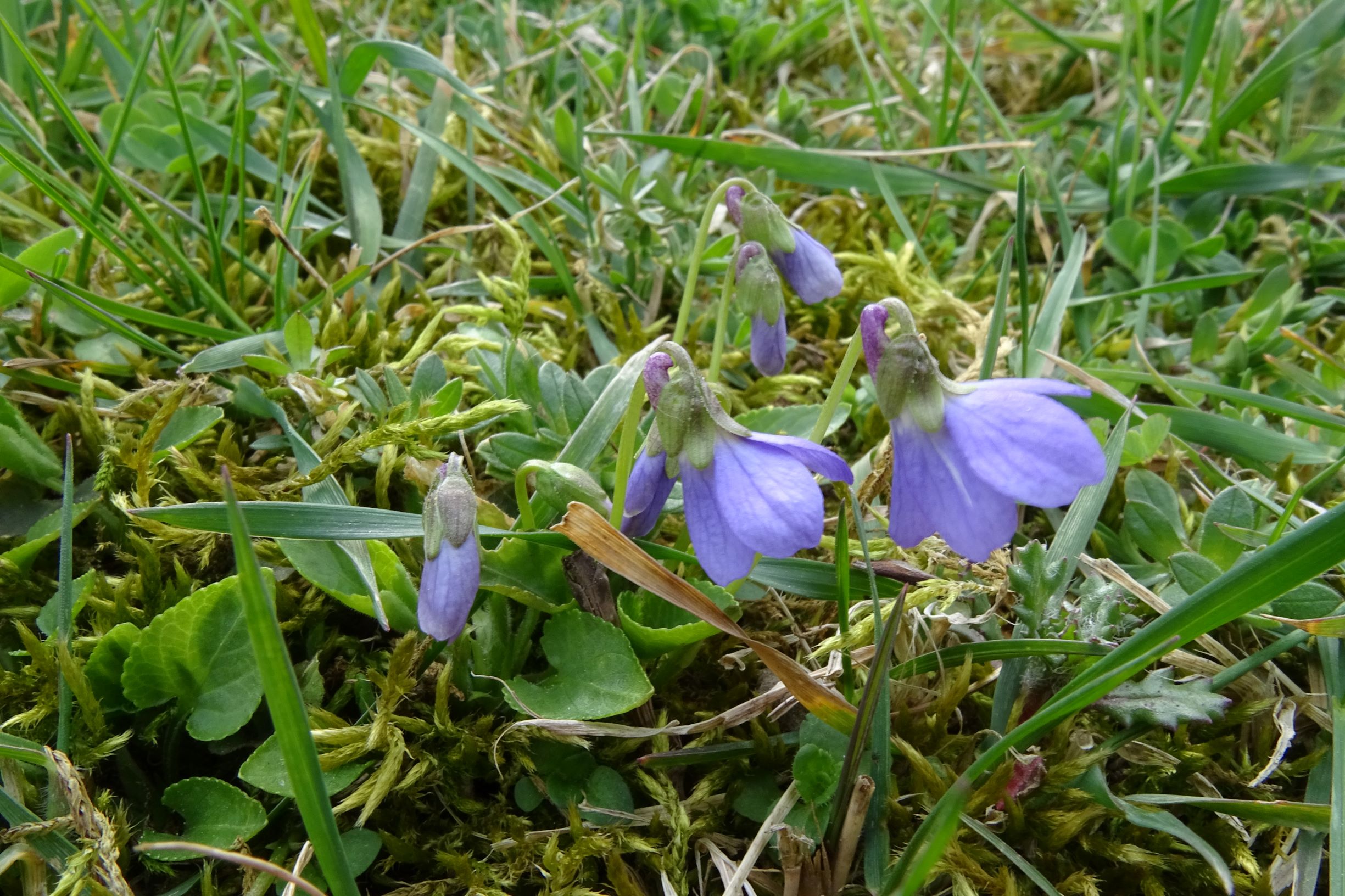 DSC03141 friedhof hainburg, 2021-04-06, viola cf. hirta x suavis.JPG