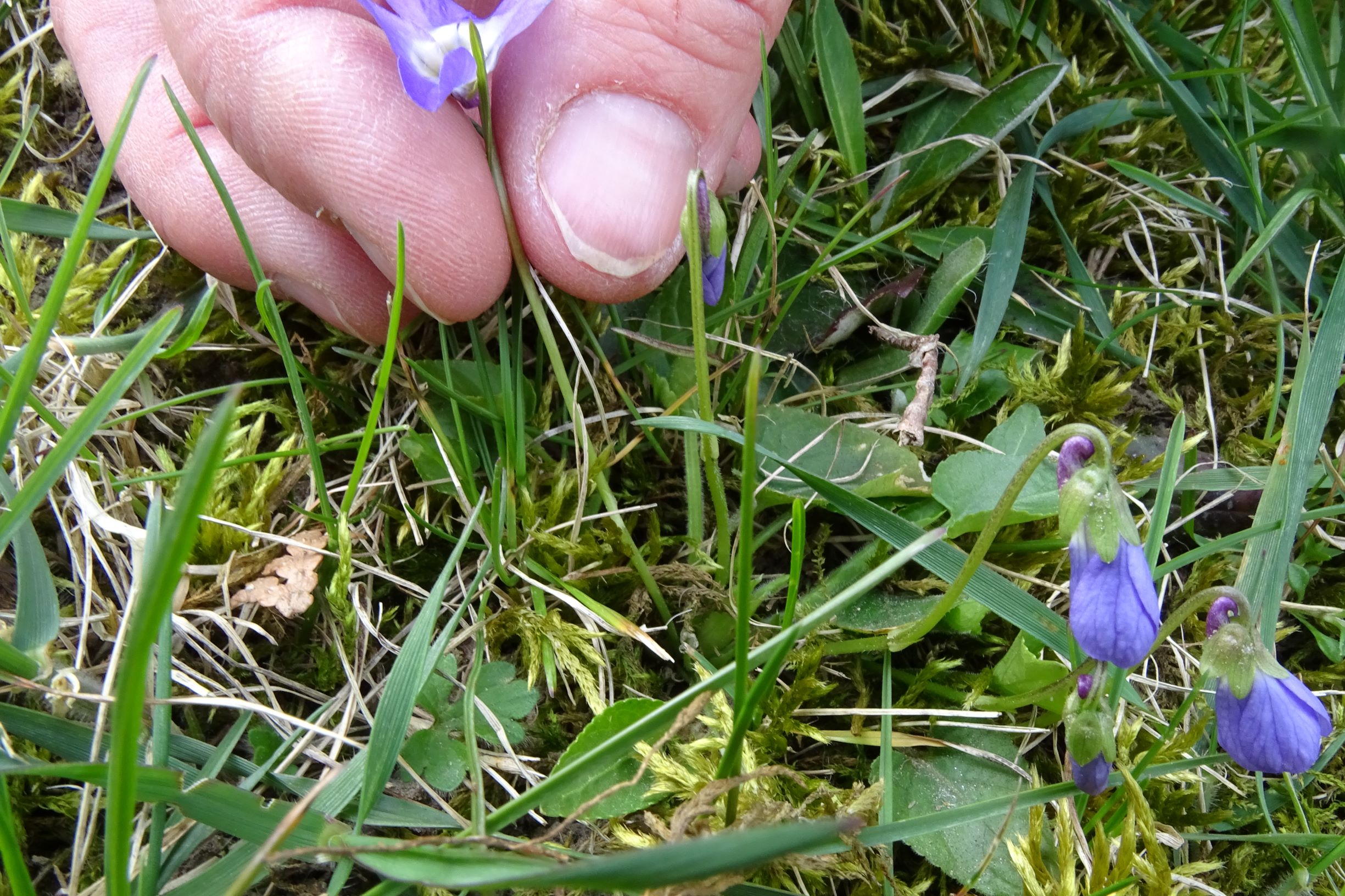 DSC03143 friedhof hainburg, 2021-04-06, viola cf. hirta x suavis.JPG