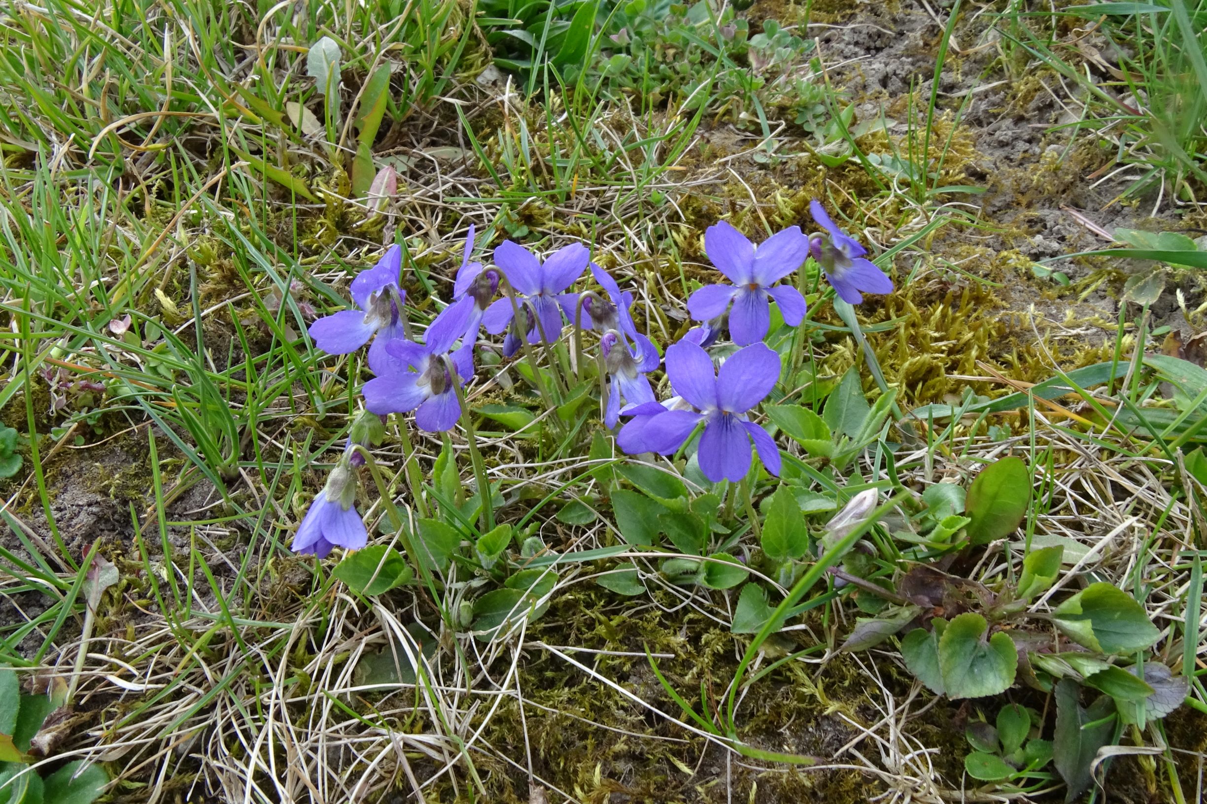 DSC03144 friedhof hainburg, 2021-04-06, viola hirta (x suavis); re. v. riviniana.JPG