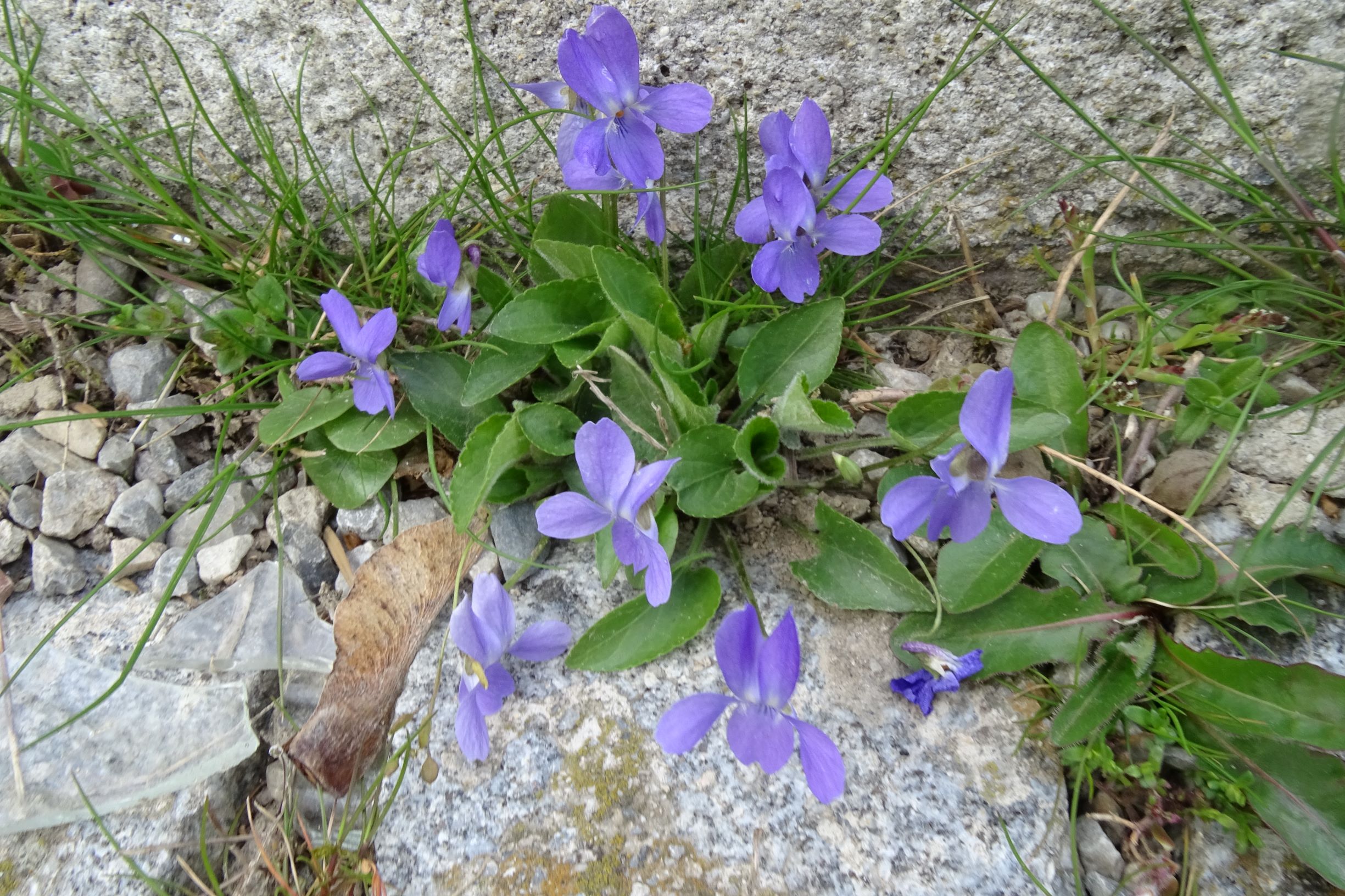 DSC03147 friedhof hainburg, 2021-04-06, viola hirta.JPG