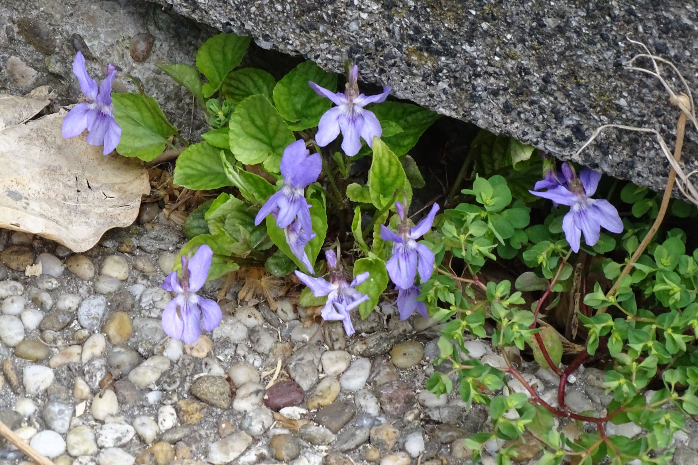 DSC03155 friedhof hainburg, 2021-04-06, viola x bavarica.JPG