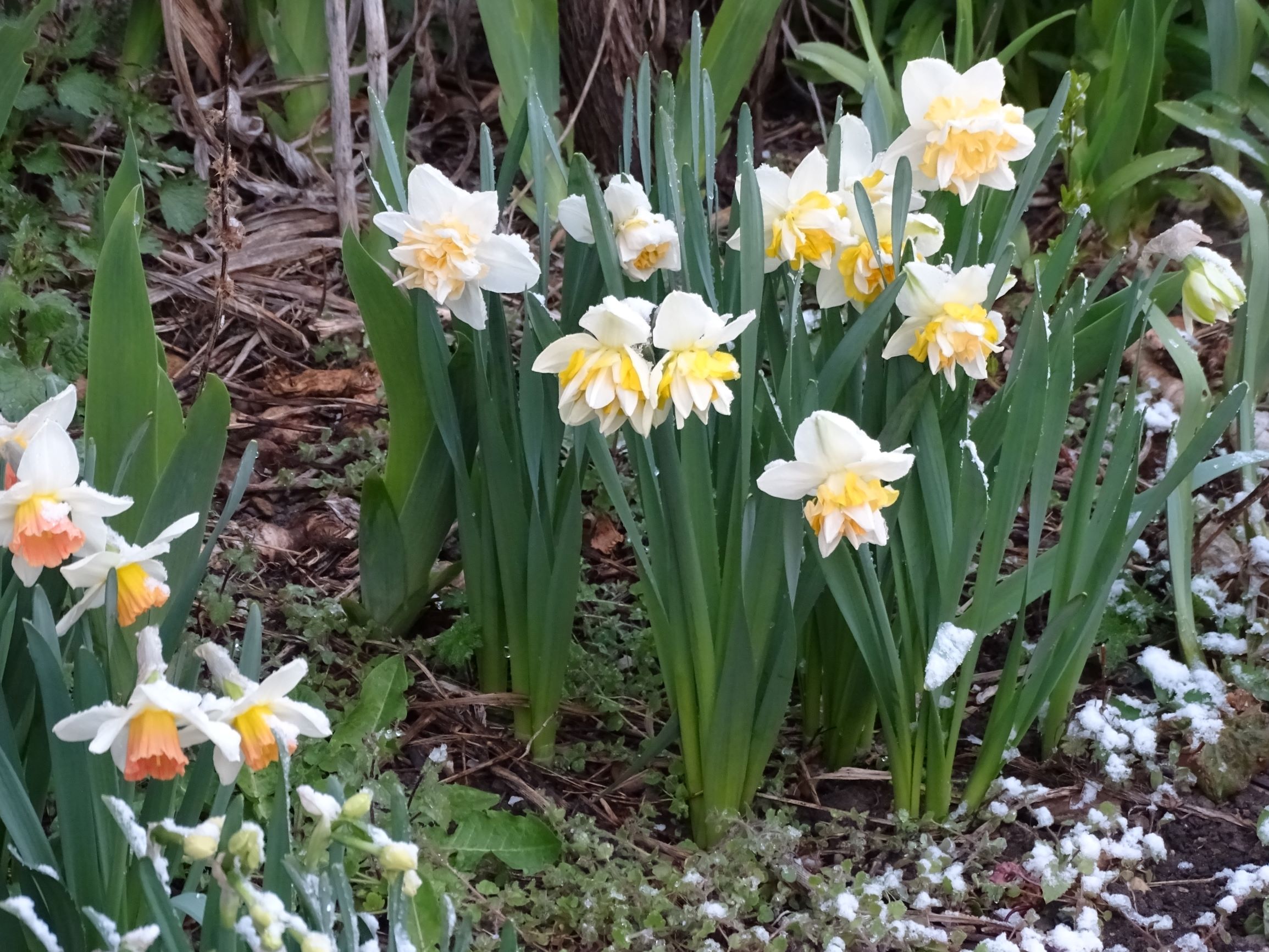 DSC03173 prellenkirchen, 2021-04-07, gartenblumen.JPG